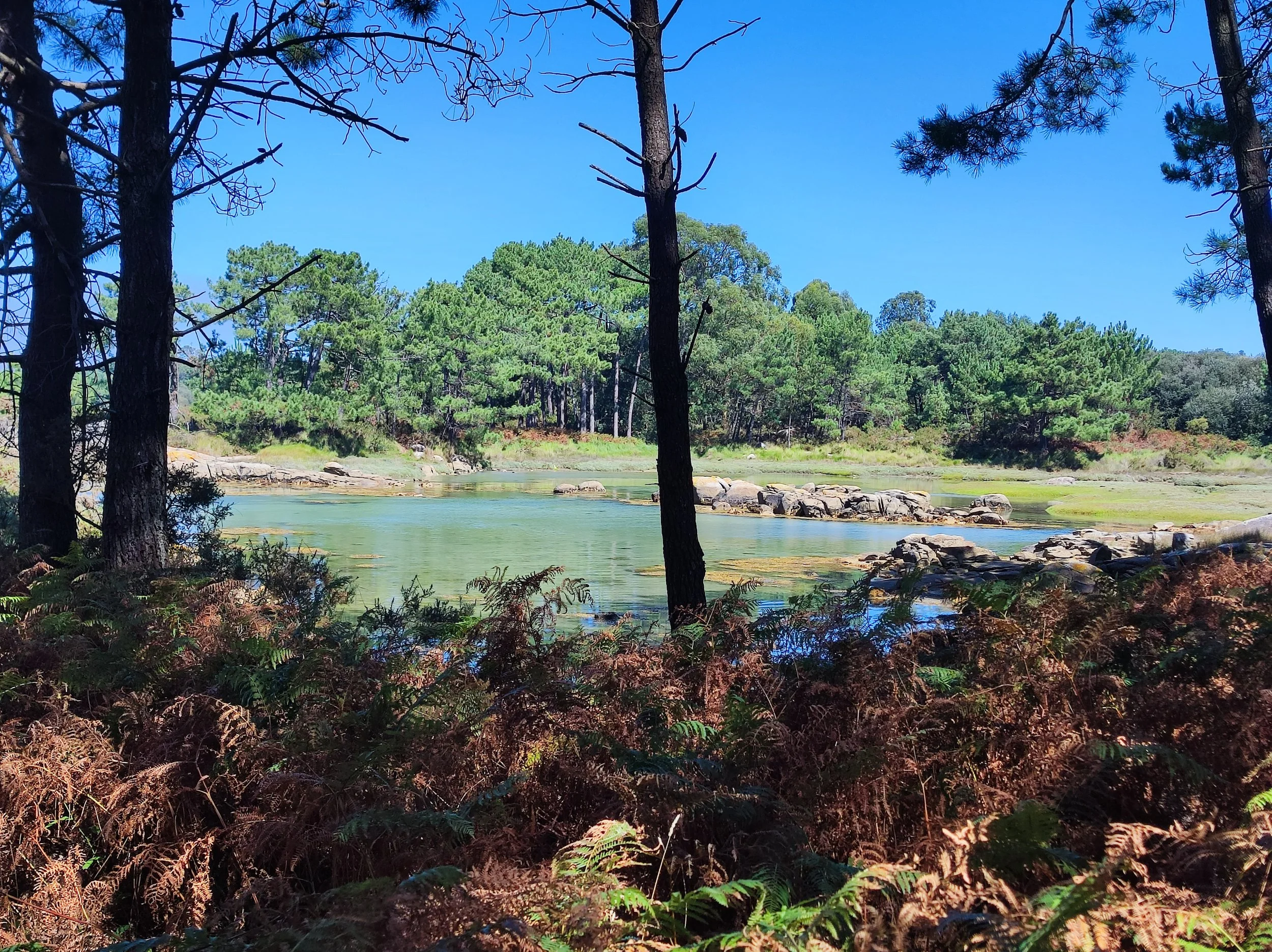 A serene river scene with tall pine trees in the foreground and lush green trees across the water. Clear blue sky above and rocks partially submerged in the river.