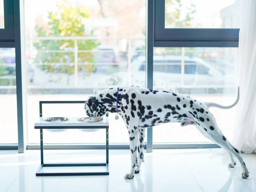 Mangeoire Lift en bois – Les mangeoires évolutives qui grandissent avec votre chien