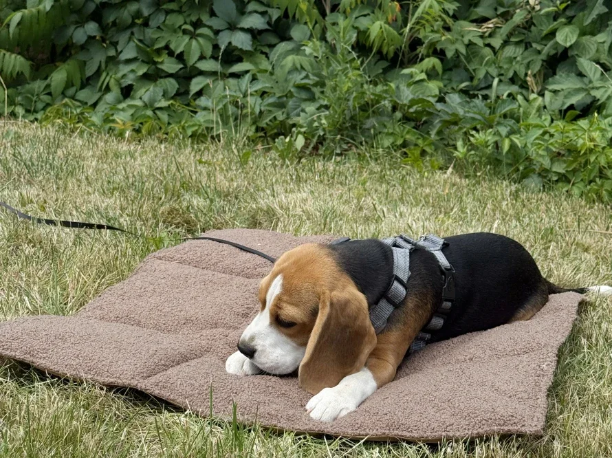 tapis protection 6.webp