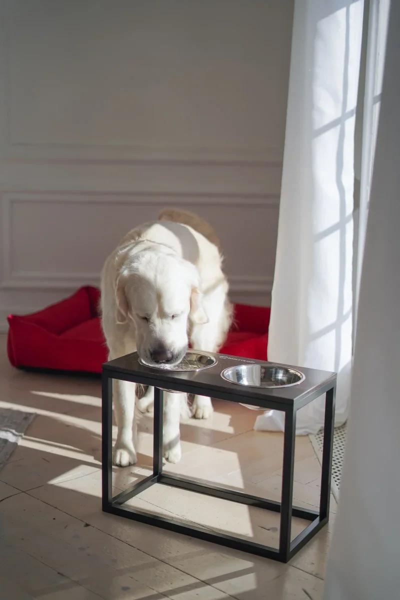 mangeoire Dinner 4.webp