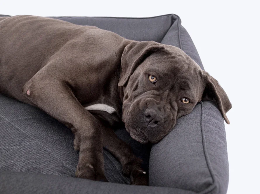 sofia  4.webp (copie)