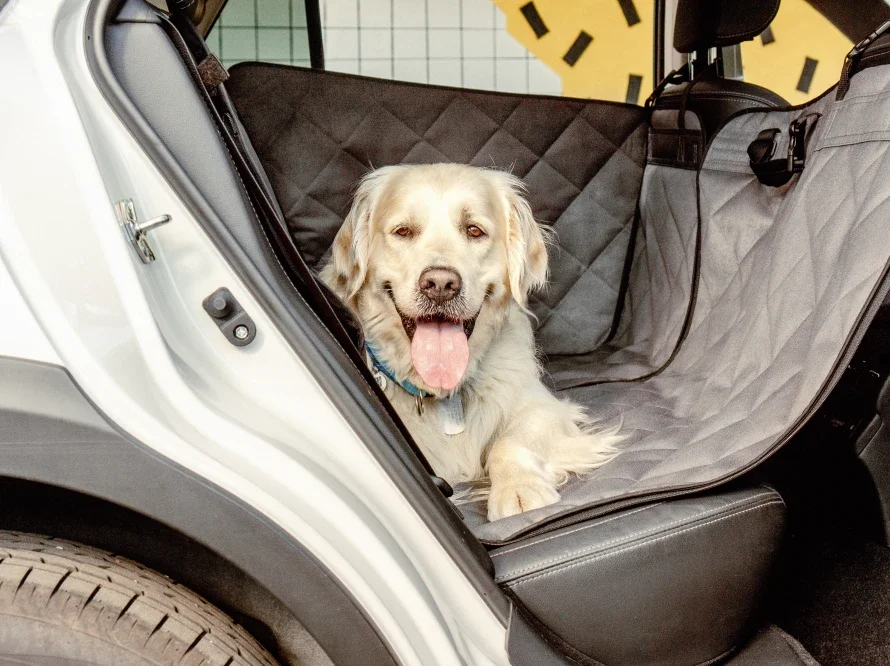 protection voiture 8.webp