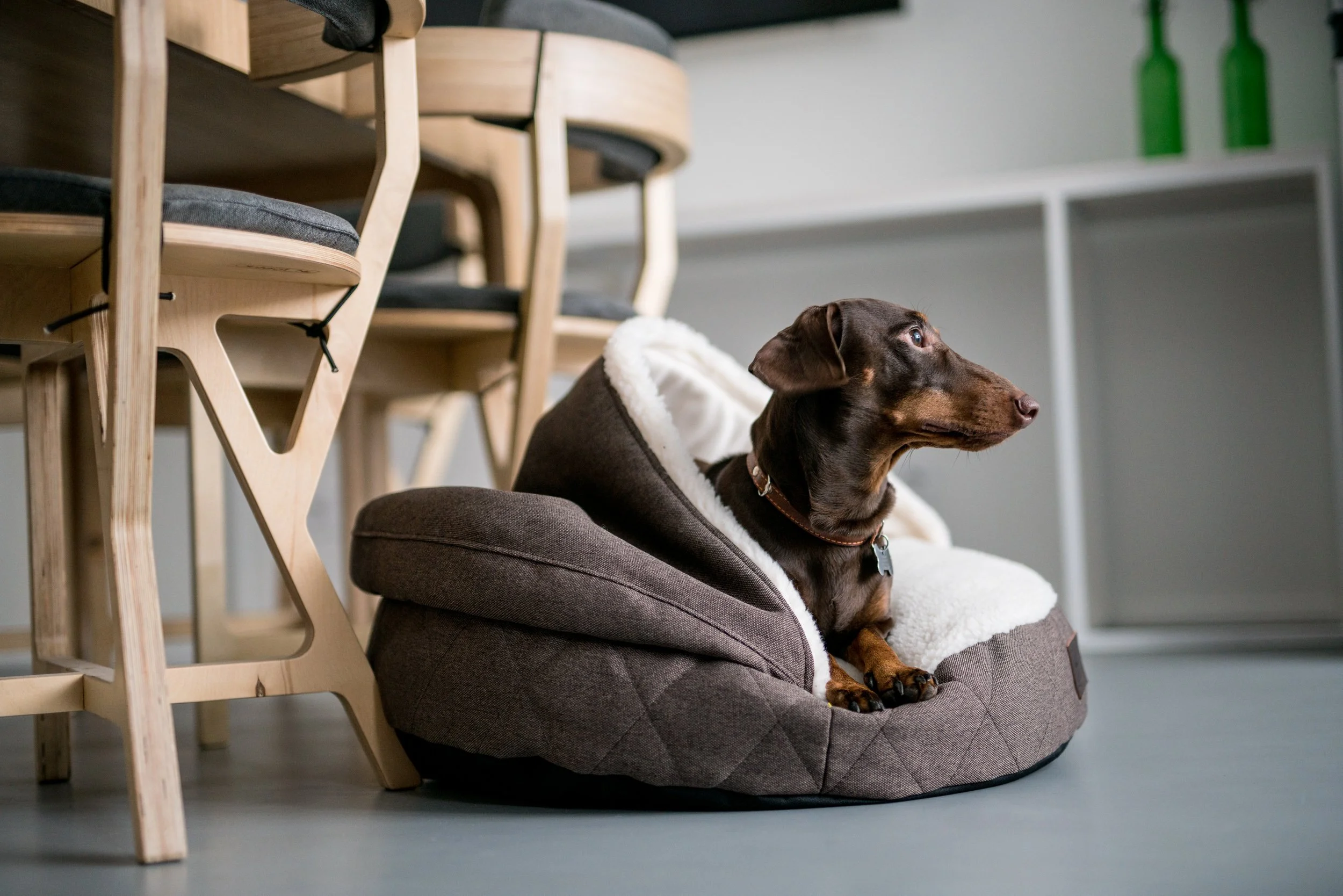 panier couverture incorporee chat 2.jpg