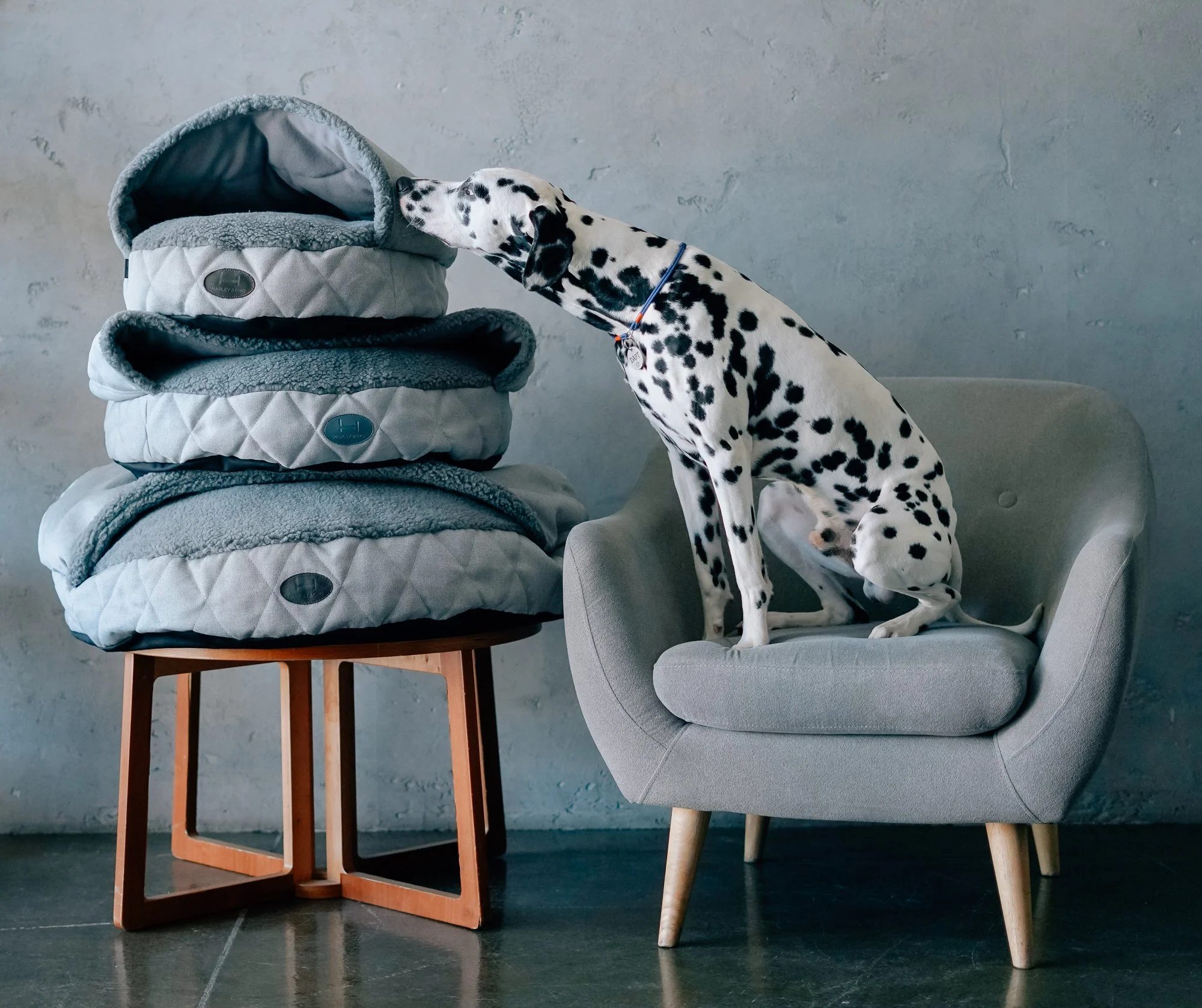 panier couverture incorporee chat 7.JPG