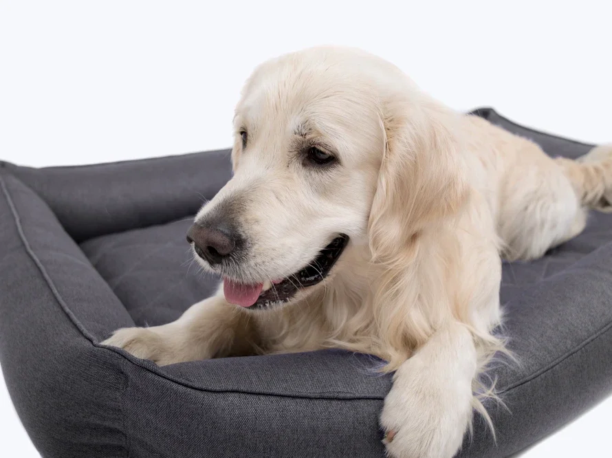 sofia 6.webp (copie)