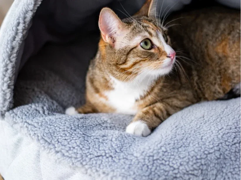 panier ovale couverture integree 12.webp