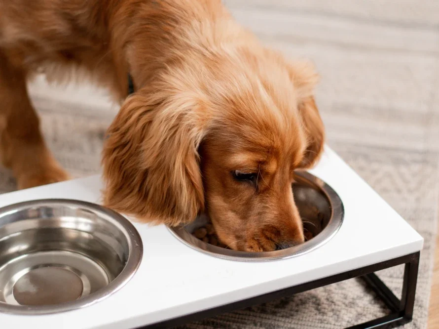 mangeoire lunch bar stone 1.webp