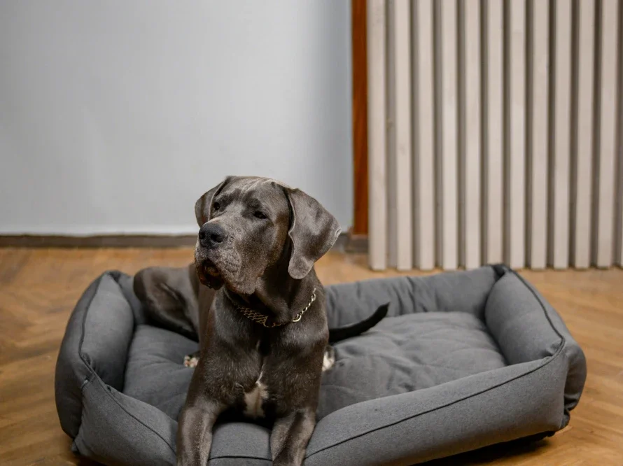 Panier Sofia - le canapé-lit ergonomique confort +++ pour grands chiens