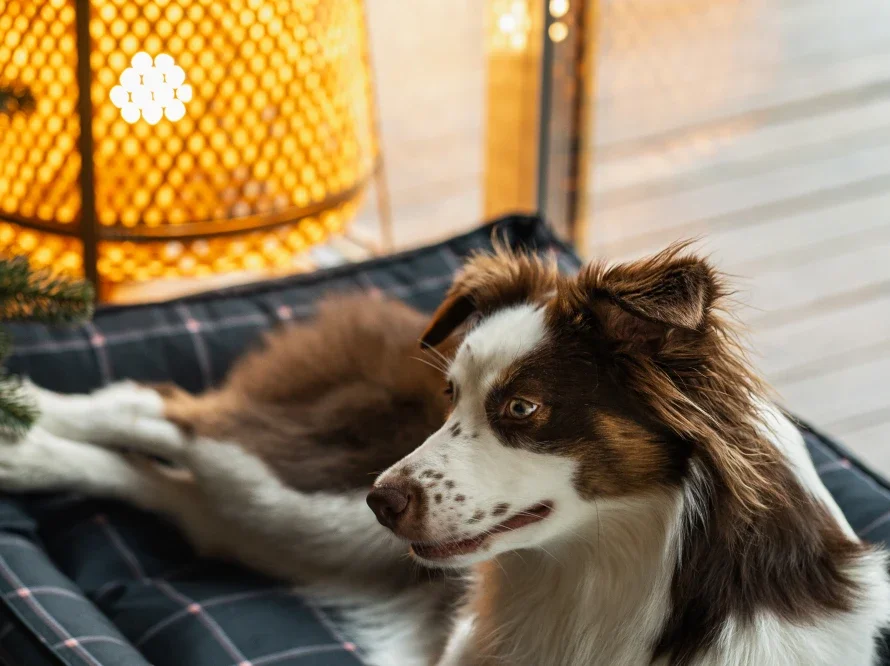 Le panier Dreamer Waterproof – Le panier qui suit votre chien partout