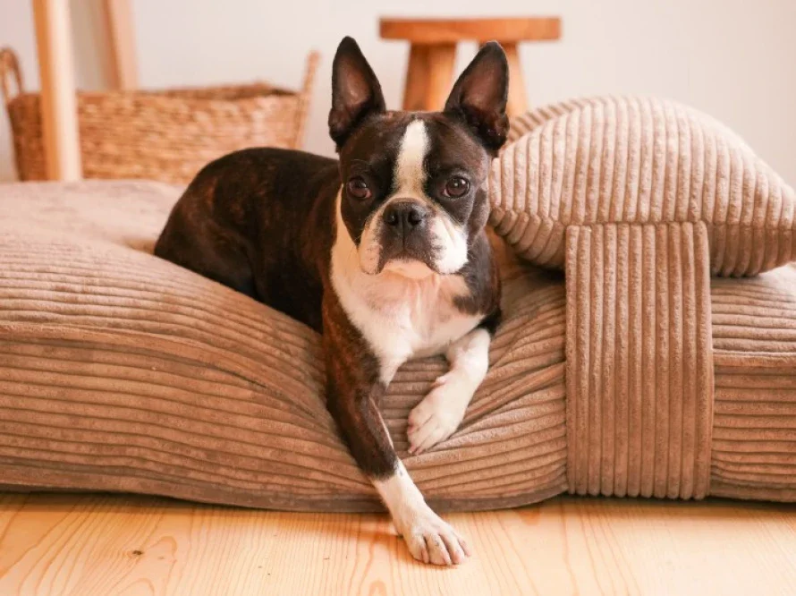 Panier Snuggle - le spot rêvé pour nos doux rêveurs