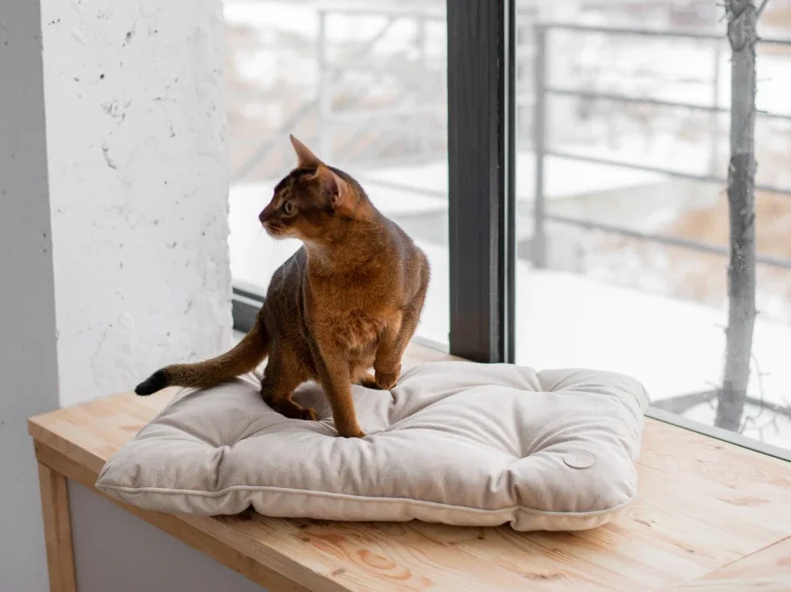 coussin tomas 6.webp