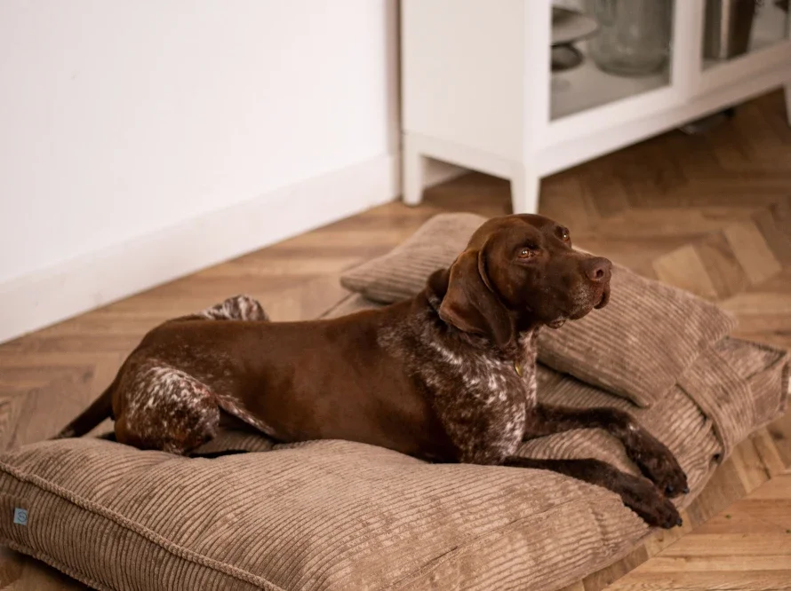 panie memoire de forme brun 4.webp (copie)