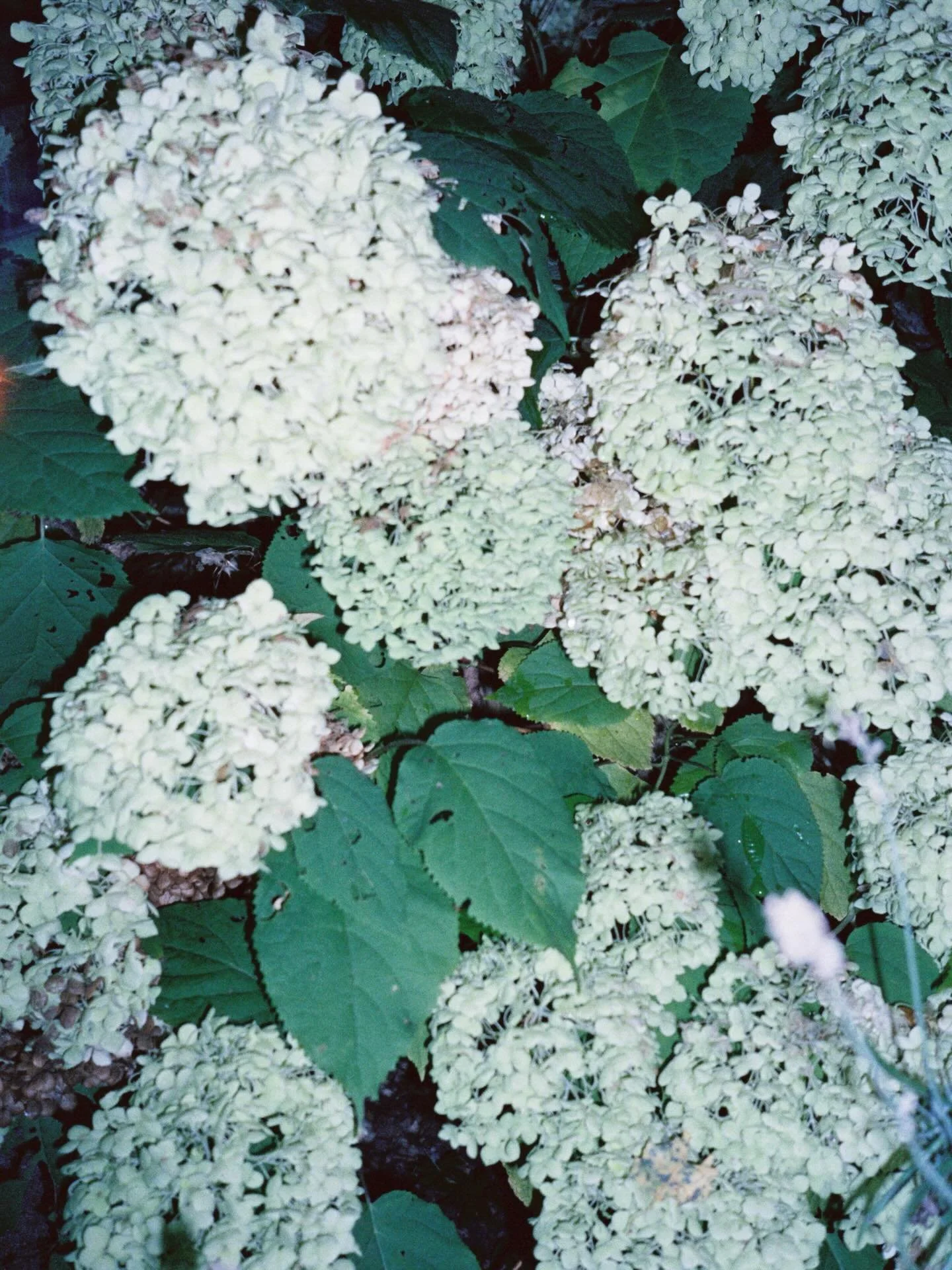 What does a photographer captures on holidays?
Not perfection. Feeling.

Vienna &amp; Salzburg on 35mm film.

No pressure, no client brief, just &ldquo;I like it&rdquo; moments. Collecting memories with a tiny point &amp; shoot (because i don&rsquo;t