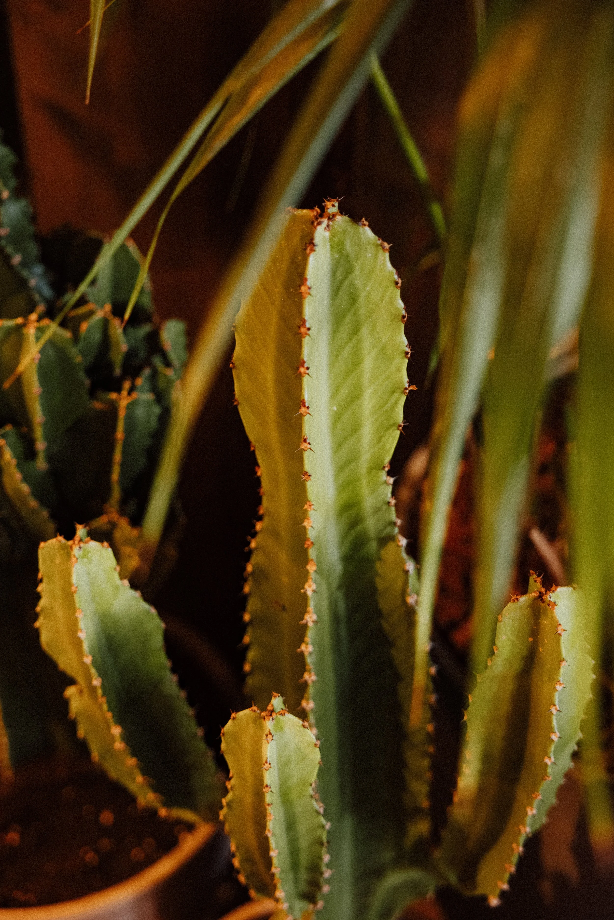 2026-04-01- AllanFocus - CasaAlta- HD - 39.jpg