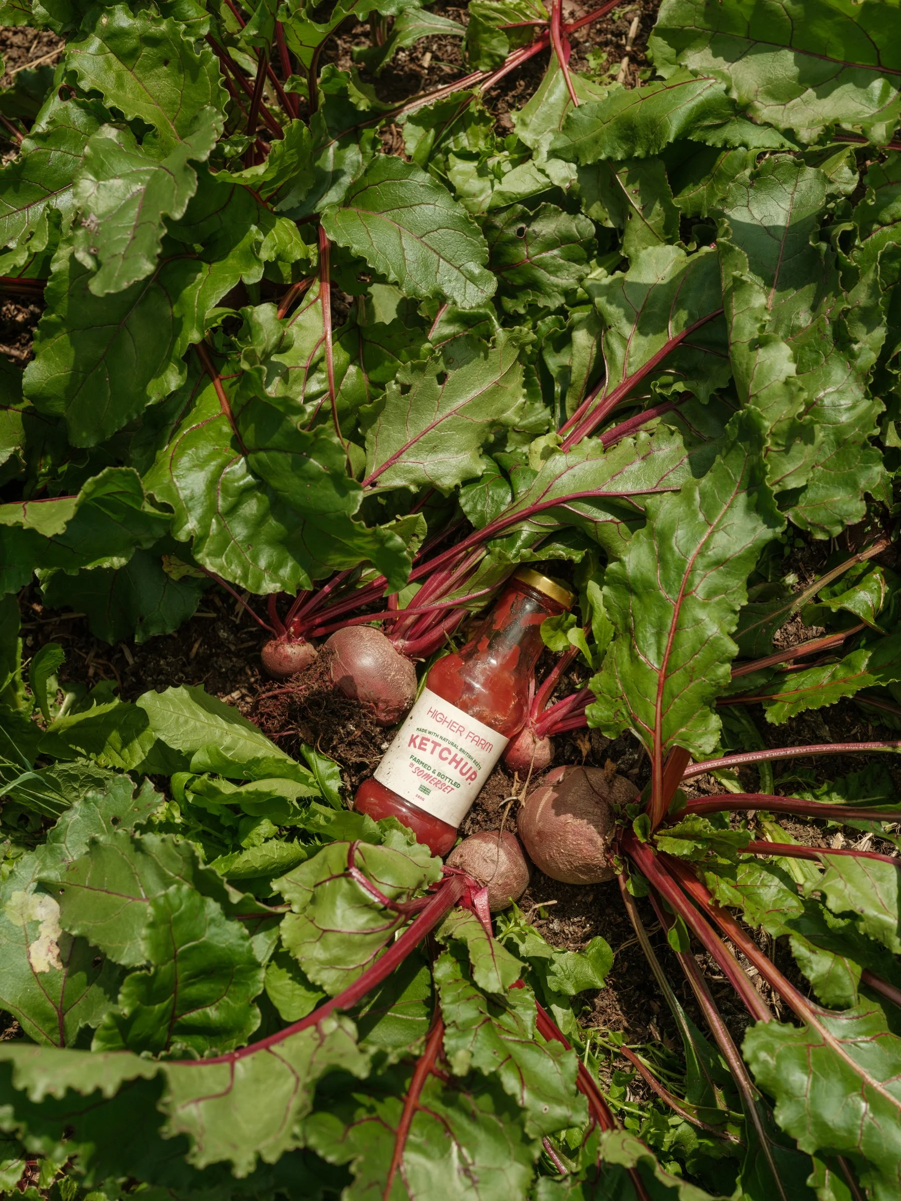 HF Ketchup Case: Glass 280g x 4