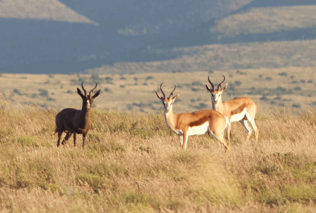 Three springboks standing on grassy plains with mountains in the background.