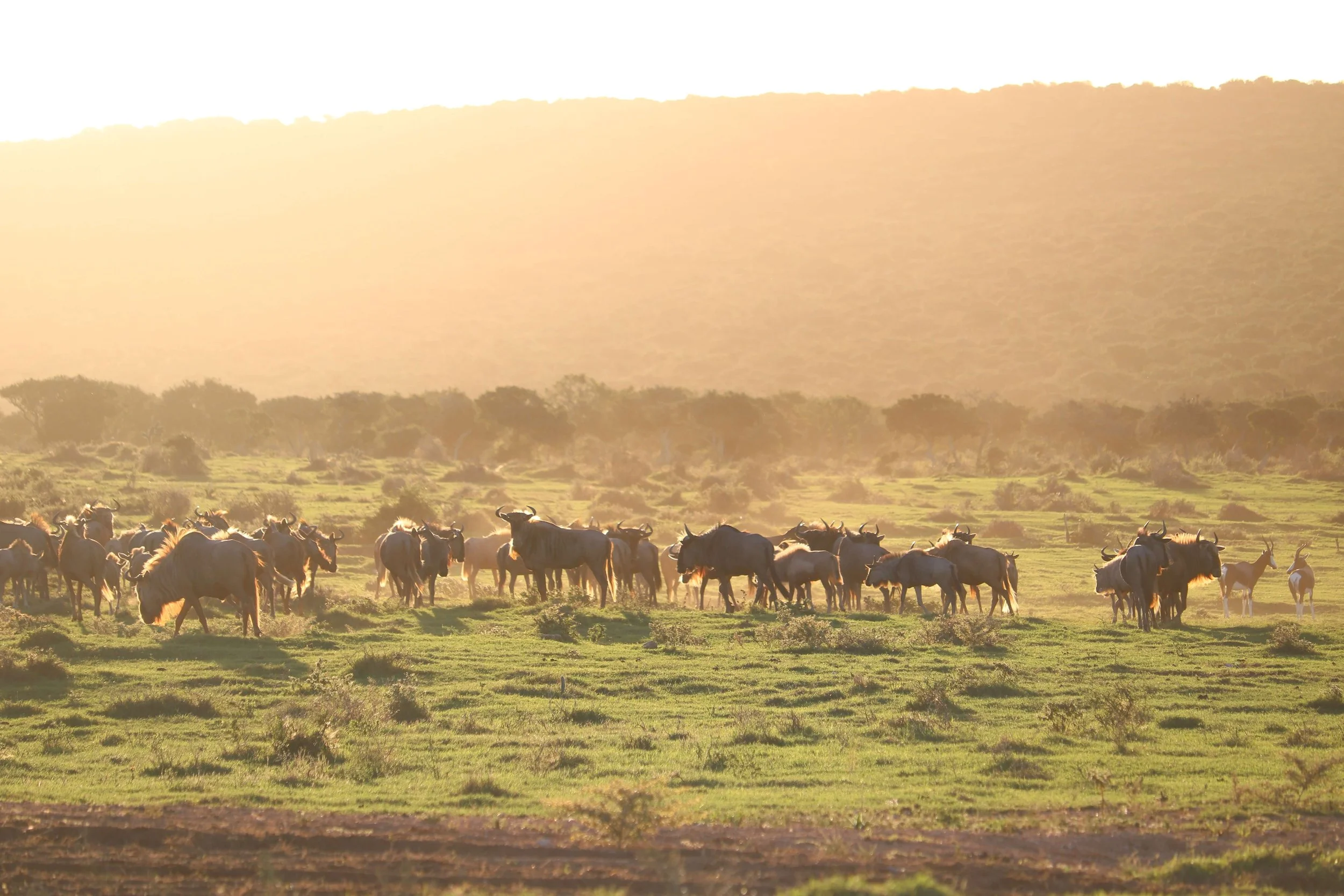 A herd of wildebeest and some antelopes grazing in a grassy plain at sunset with a hill in the background.