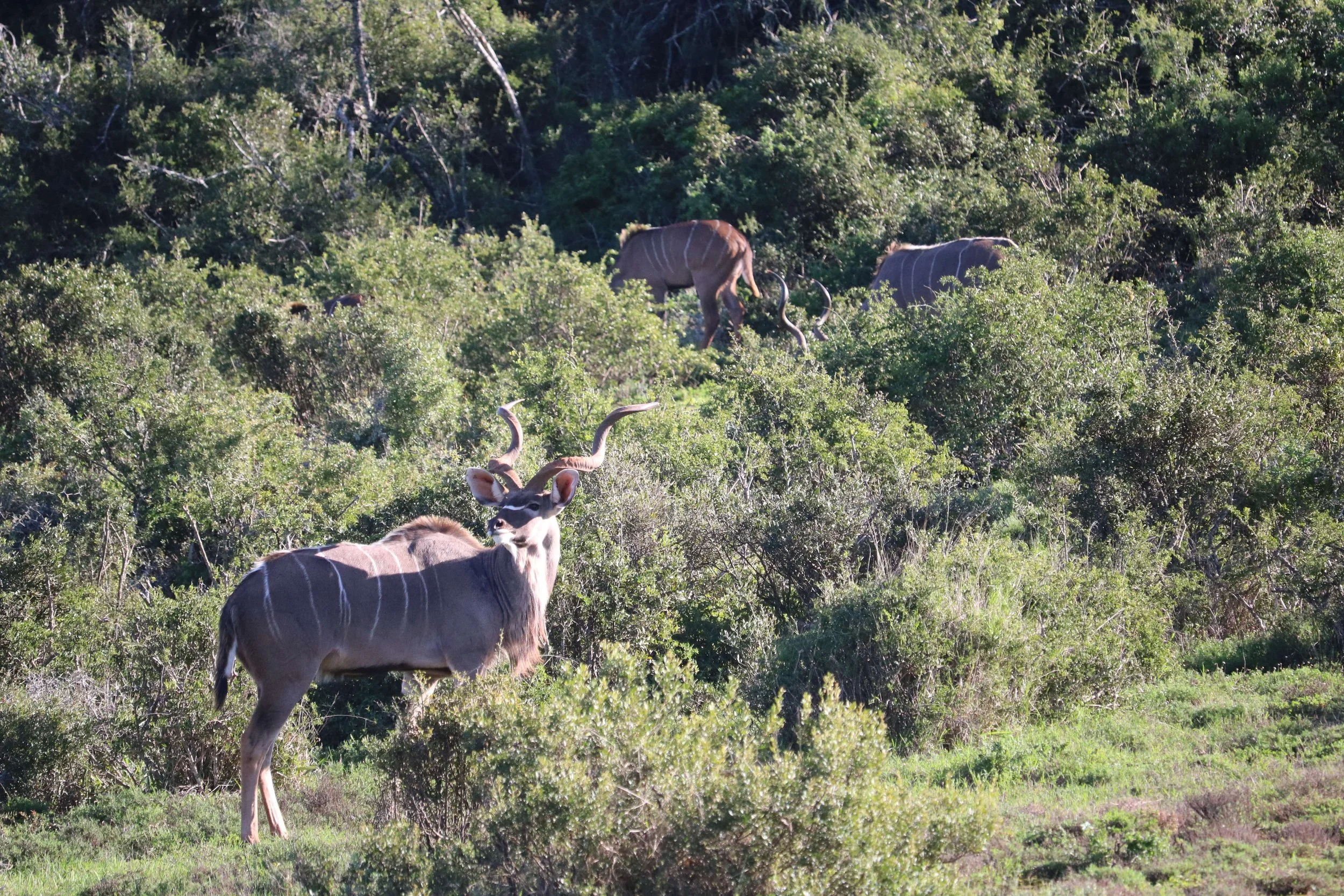 A kudu with large, twisted horns standing in a grassy, bushy area with two other kudu grazing in the background.