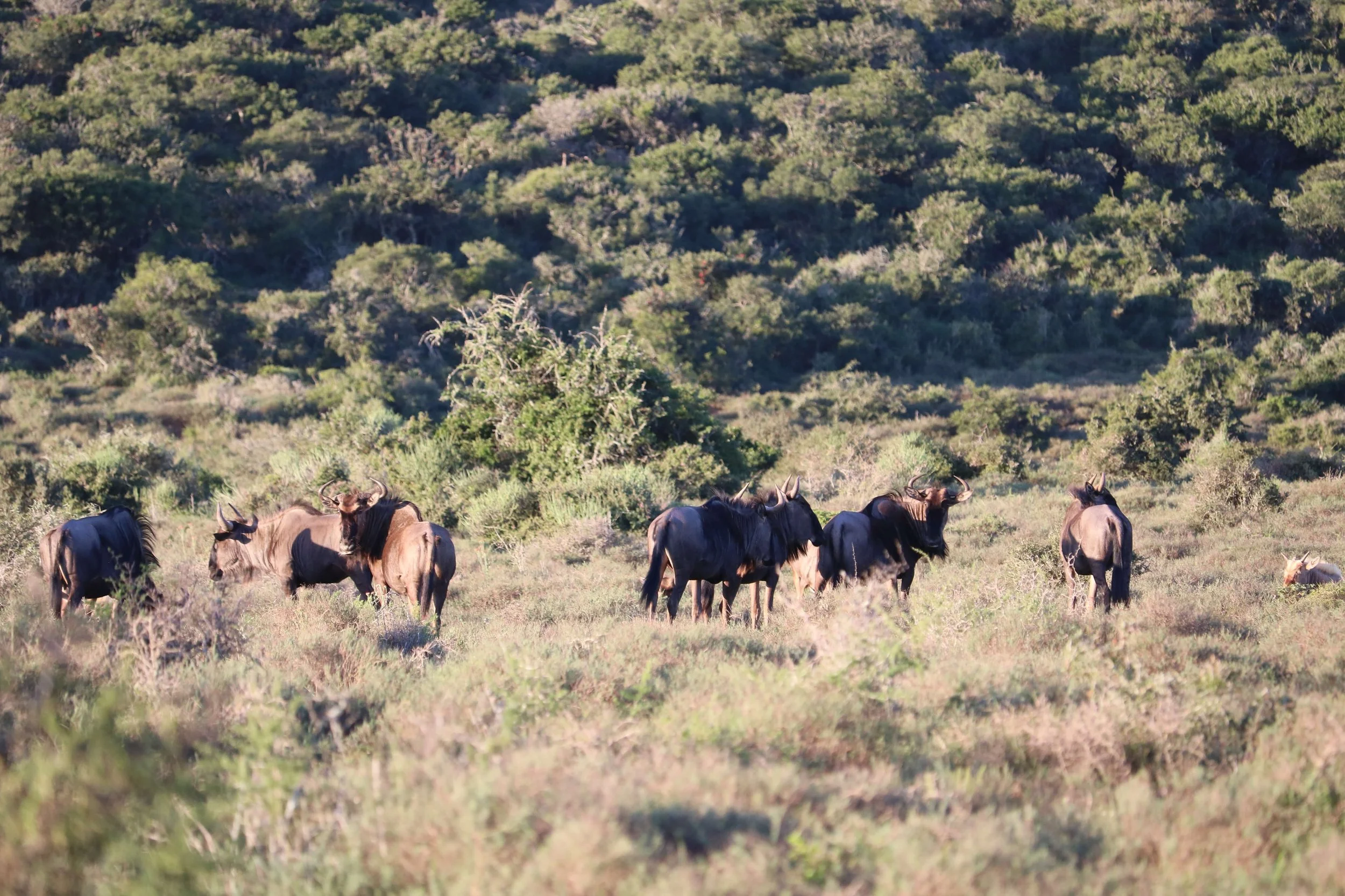 A herd of wildebeests grazing and resting in a grassy landscape with green shrubs and hills in the background.