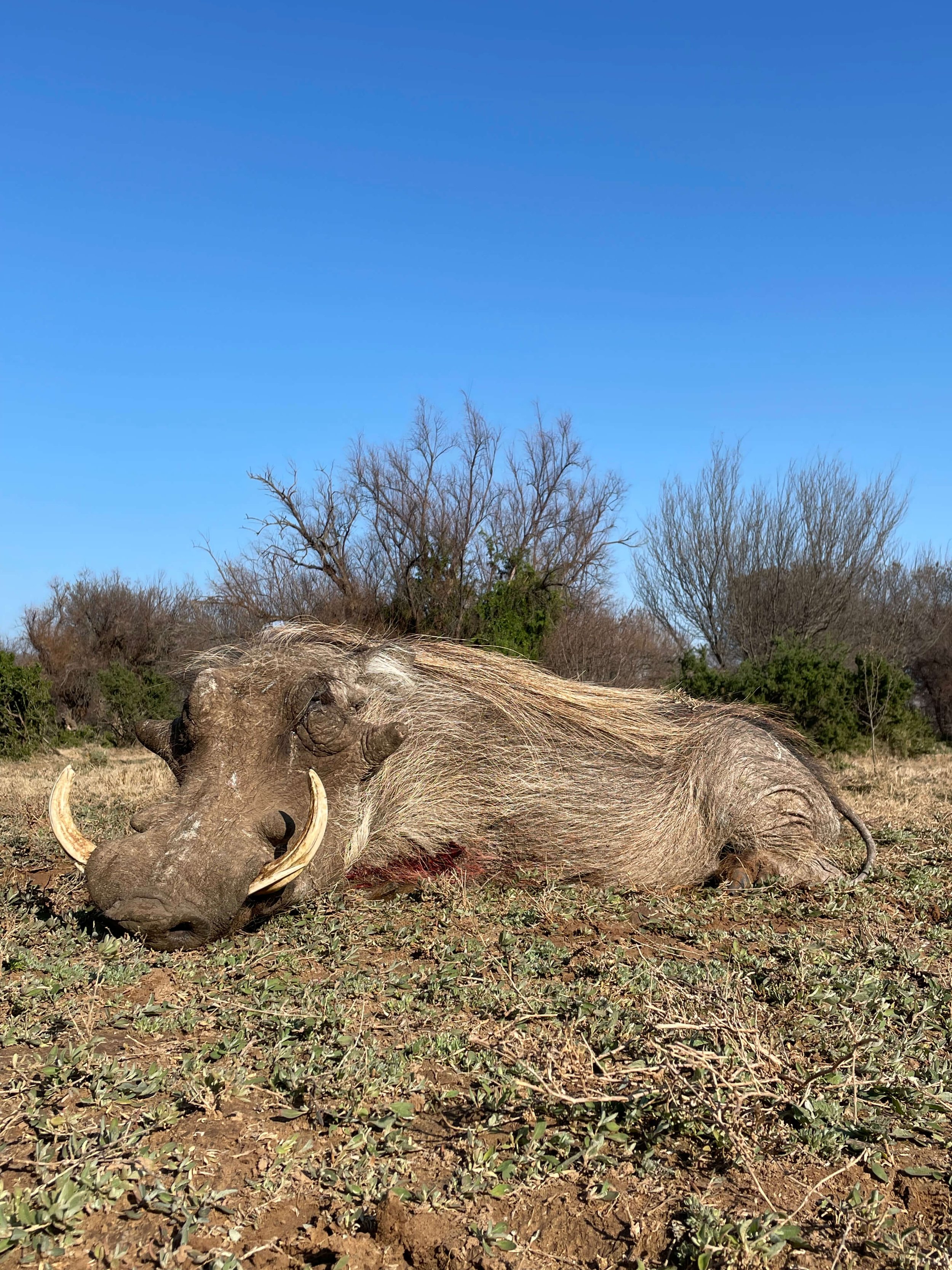 Dead warthog lying on the ground in a field with dry grass and sparse green plants, under a clear blue sky with leafless trees in the background.