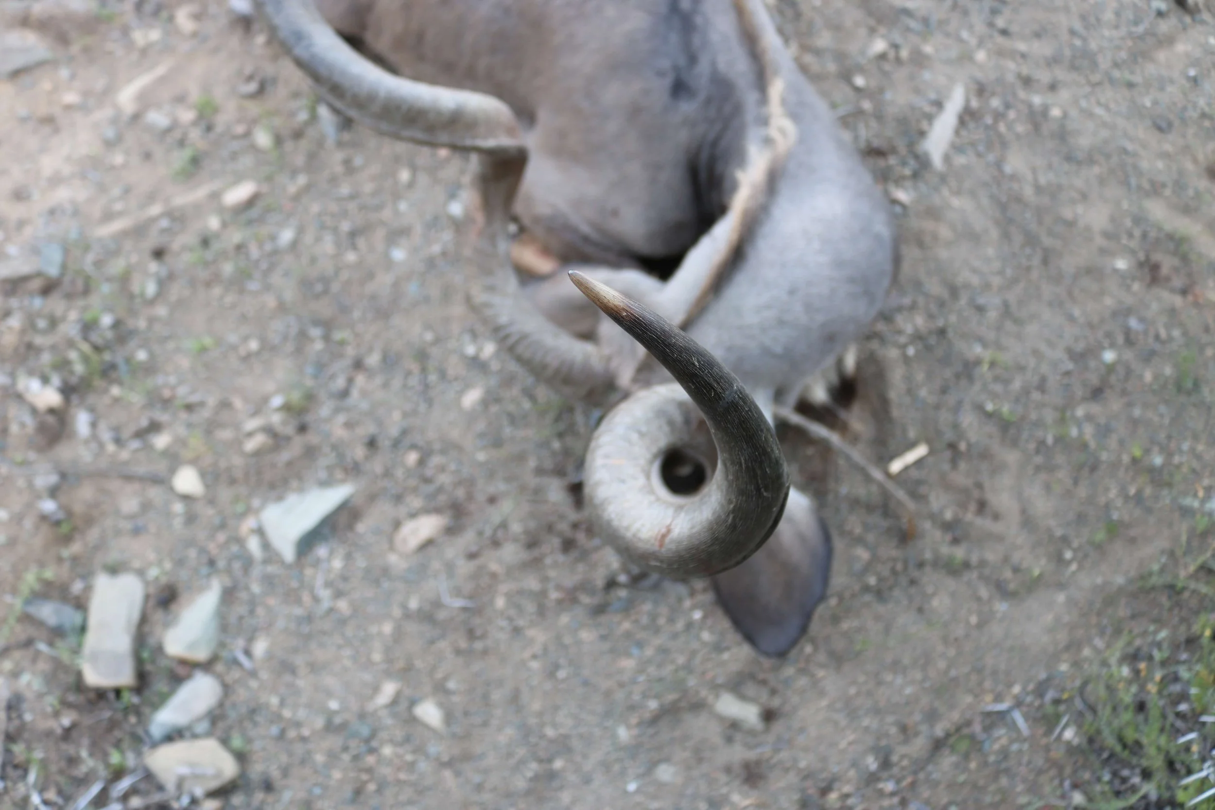 Close-up of a ram's curved, black-colored horn on a rocky dirt ground.