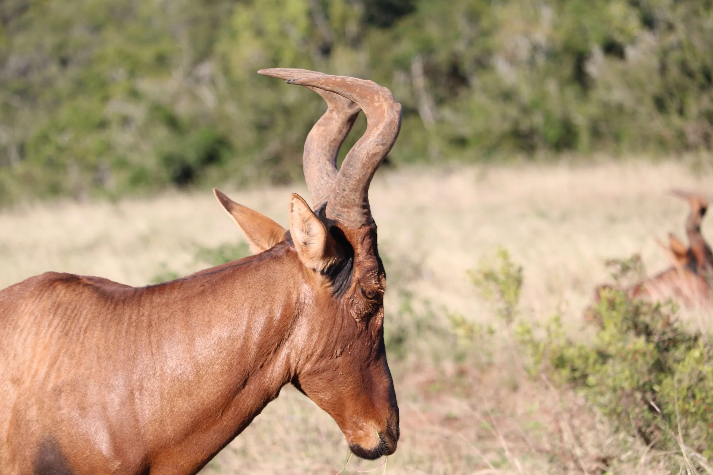 A close-up of a reddish-brown antelope with curved horns standing in a grassy field with green bushes in the background.
