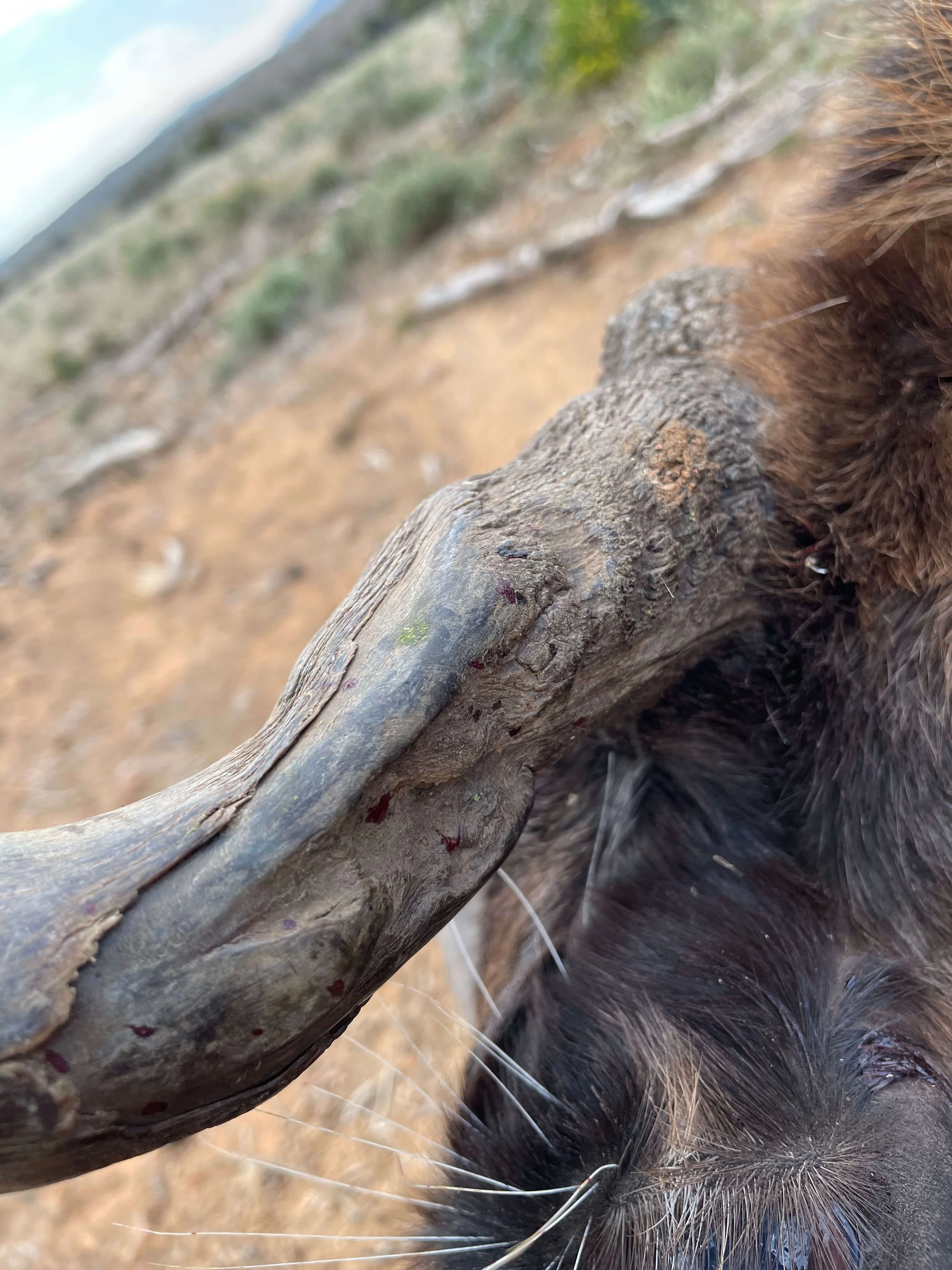 Close-up of a moose's large, textured antler and part of its face with brown fur, in a natural outdoor setting with dirt and vegetation in the background.