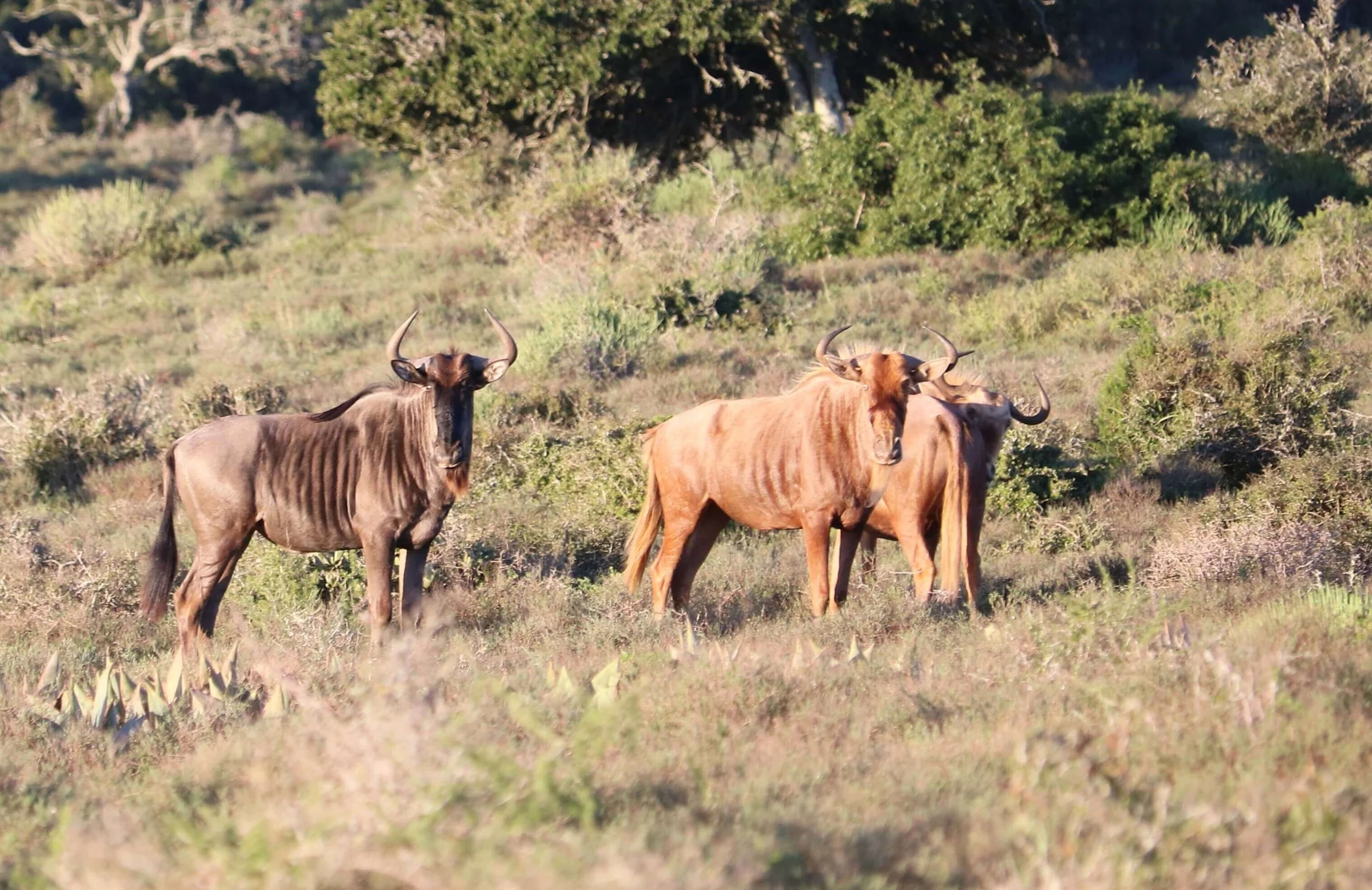 Three wildebeests standing in a grassy field with shrubs and trees in the background.