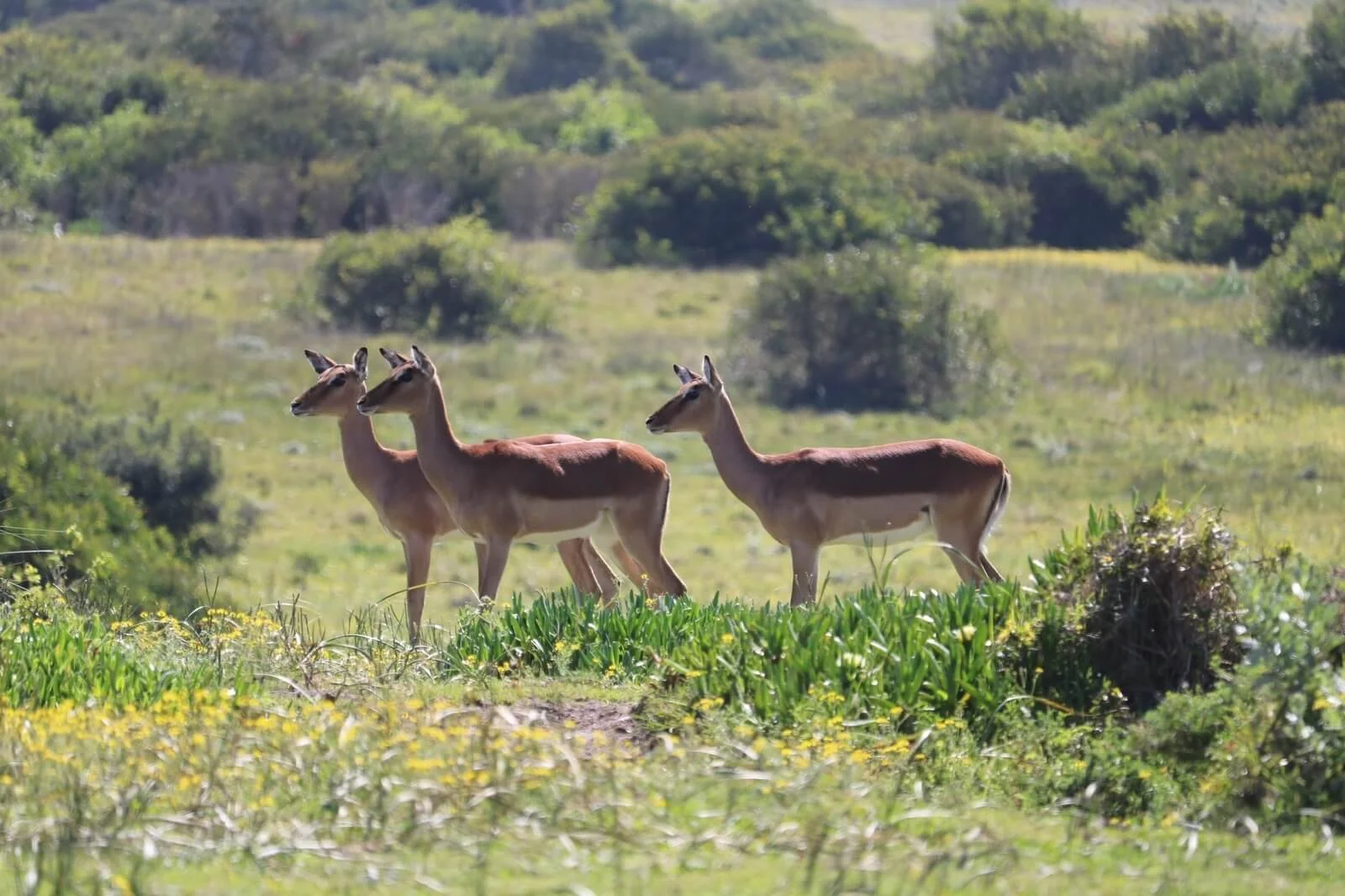 Three pronghorn antelopes standing in a green grassy field with bushes and trees in the background.