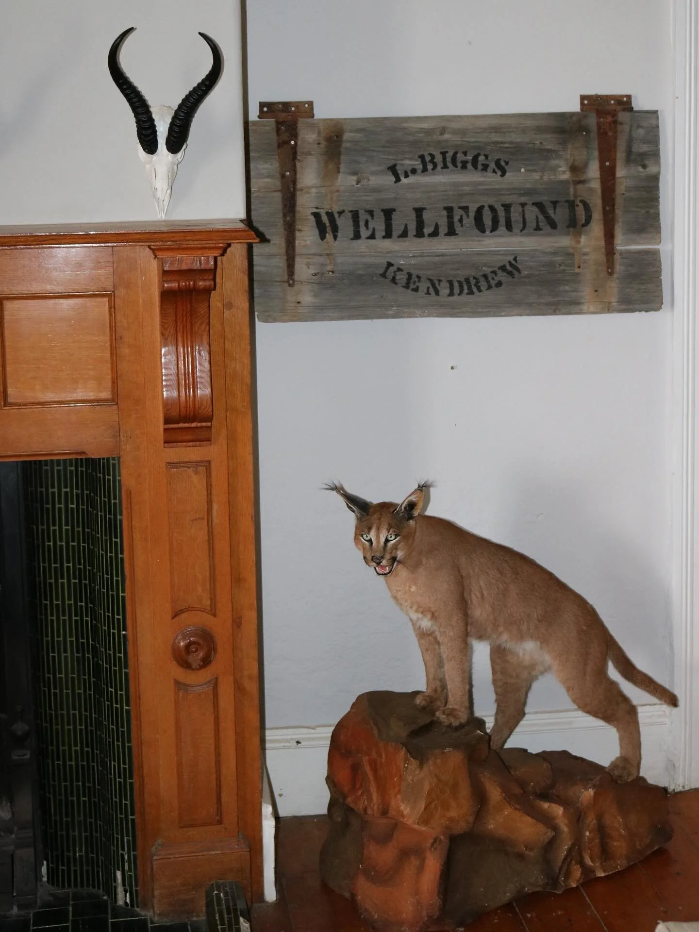 Meet the newest addition to our trophy room &mdash; a stunning caracal mount by the talented team at @karoo_taxidermy 🐾👏

This cat was taken while scouting in our lambing camps, where caracals pose a serious threat to livestock. Predator control is