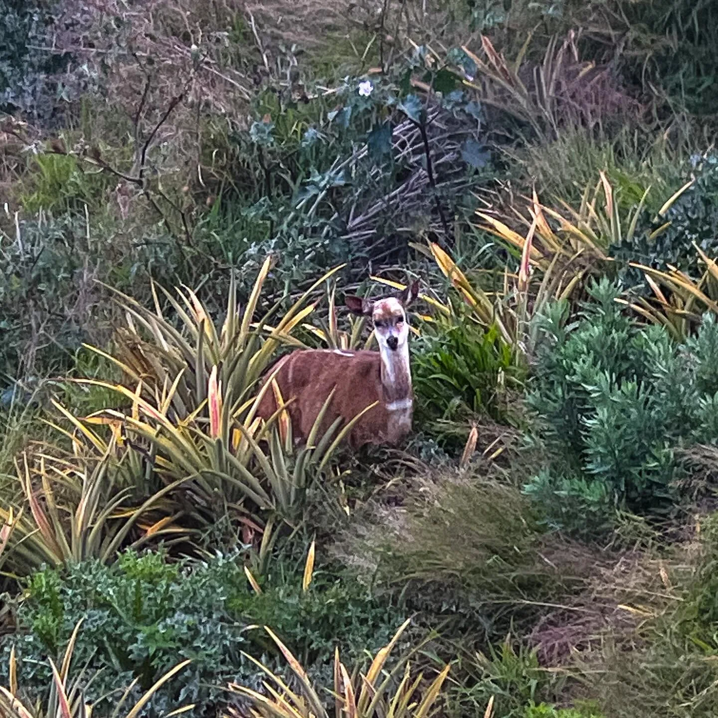👀 Guess the antelope!
At first glance, this one might throw you off&hellip; Normally they don&rsquo;t have this much white on the face, which makes her even harder to identify 🦌

Hunting clues to help you out:
- Found in thick bush and riverine cov