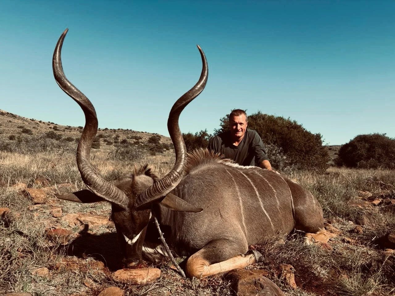 A beautiful bull taken high up in the mountains. 🏔️ 

This guy had a proper body on him! A perfect shot at 180 meters had this bull down in no time. 
.
.
.
.
#hunt #wild #wildlife #kudu #hunters
