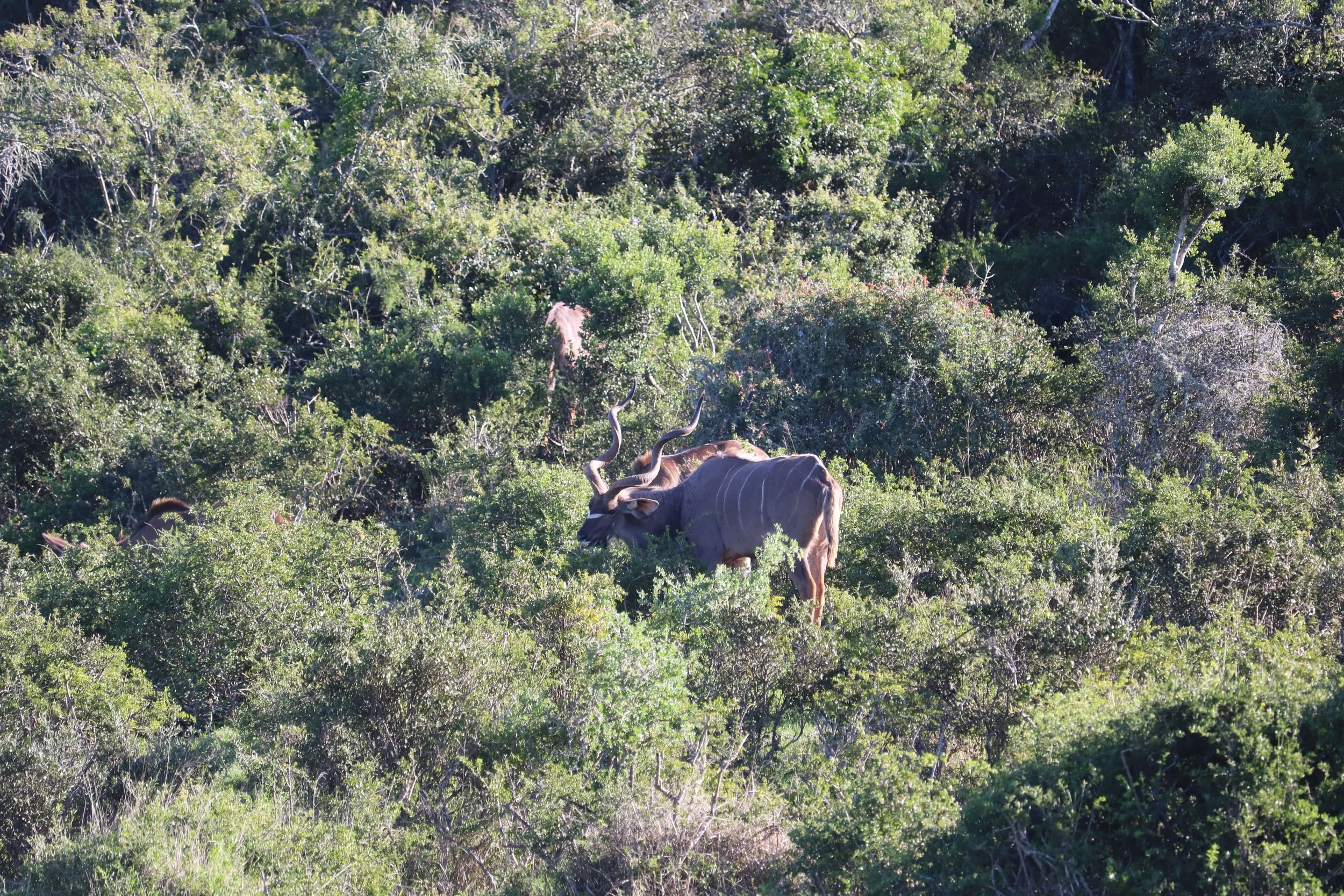 Three kudu antelopes with twisted horns standing in a lush green bushland.