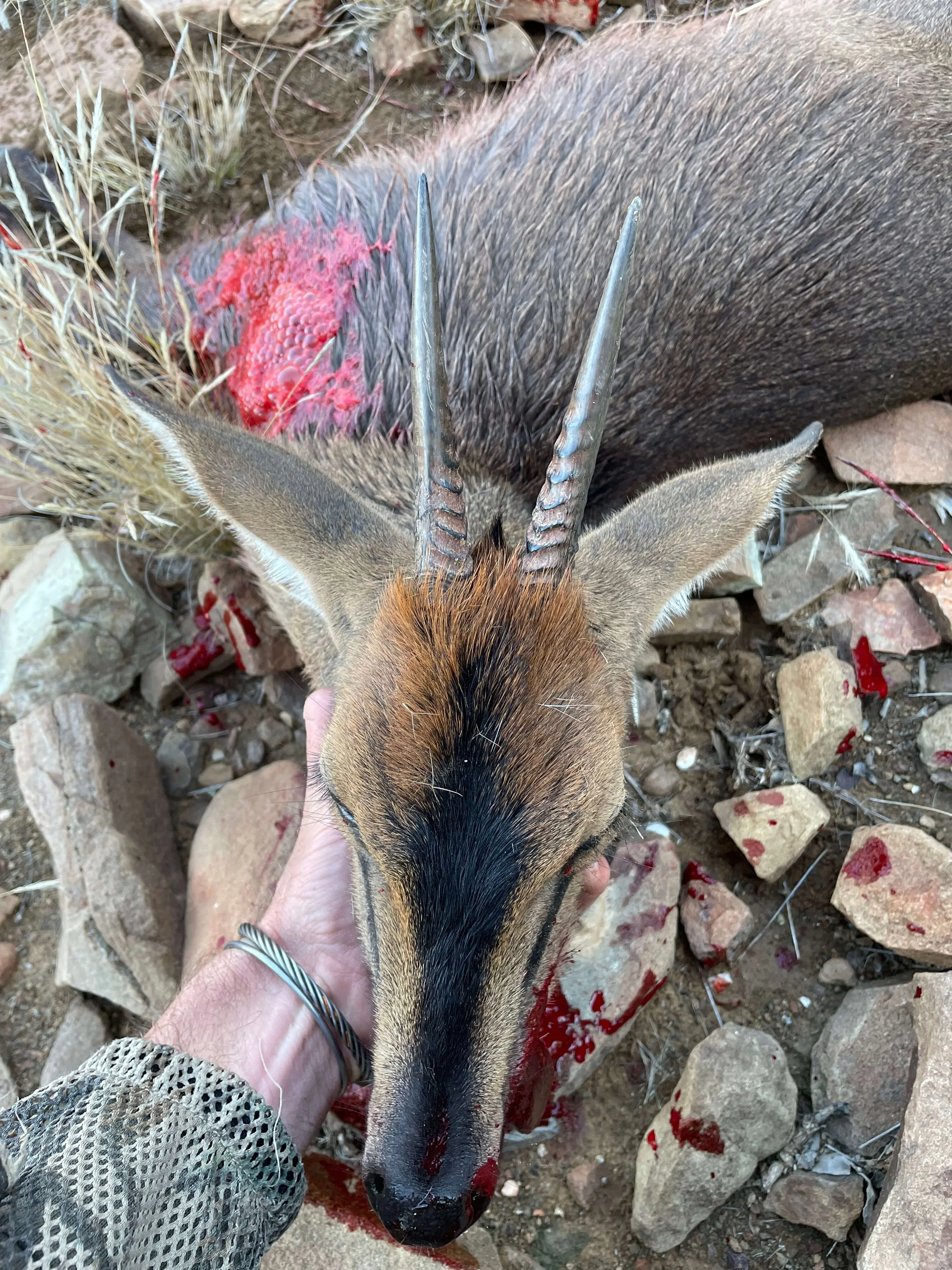 Dead deer with blood on the ground and on rocks, person holding the deer's head, rocky terrain, and dried plants in the background.