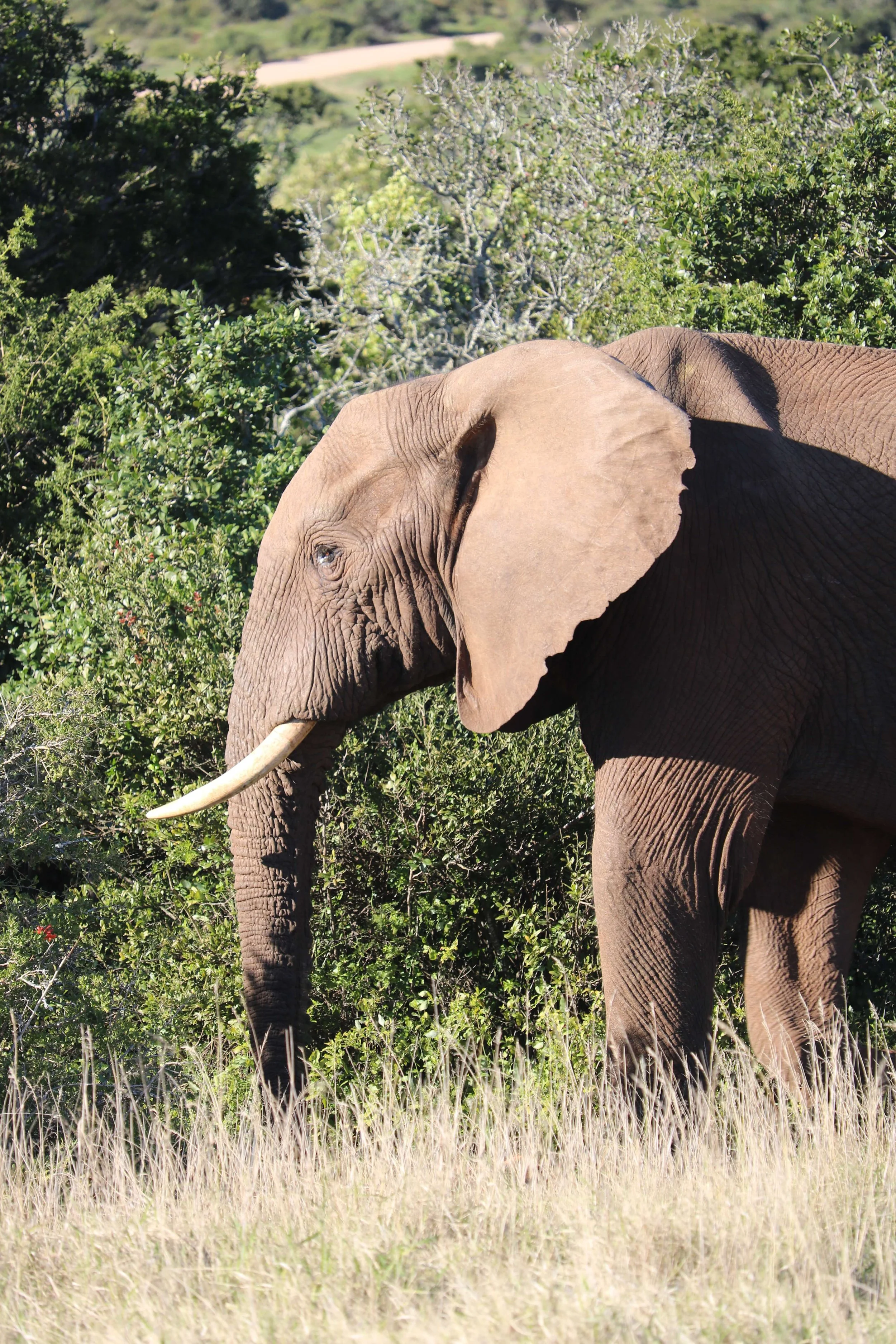 An adult elephant standing in grassland near green bushes and trees.