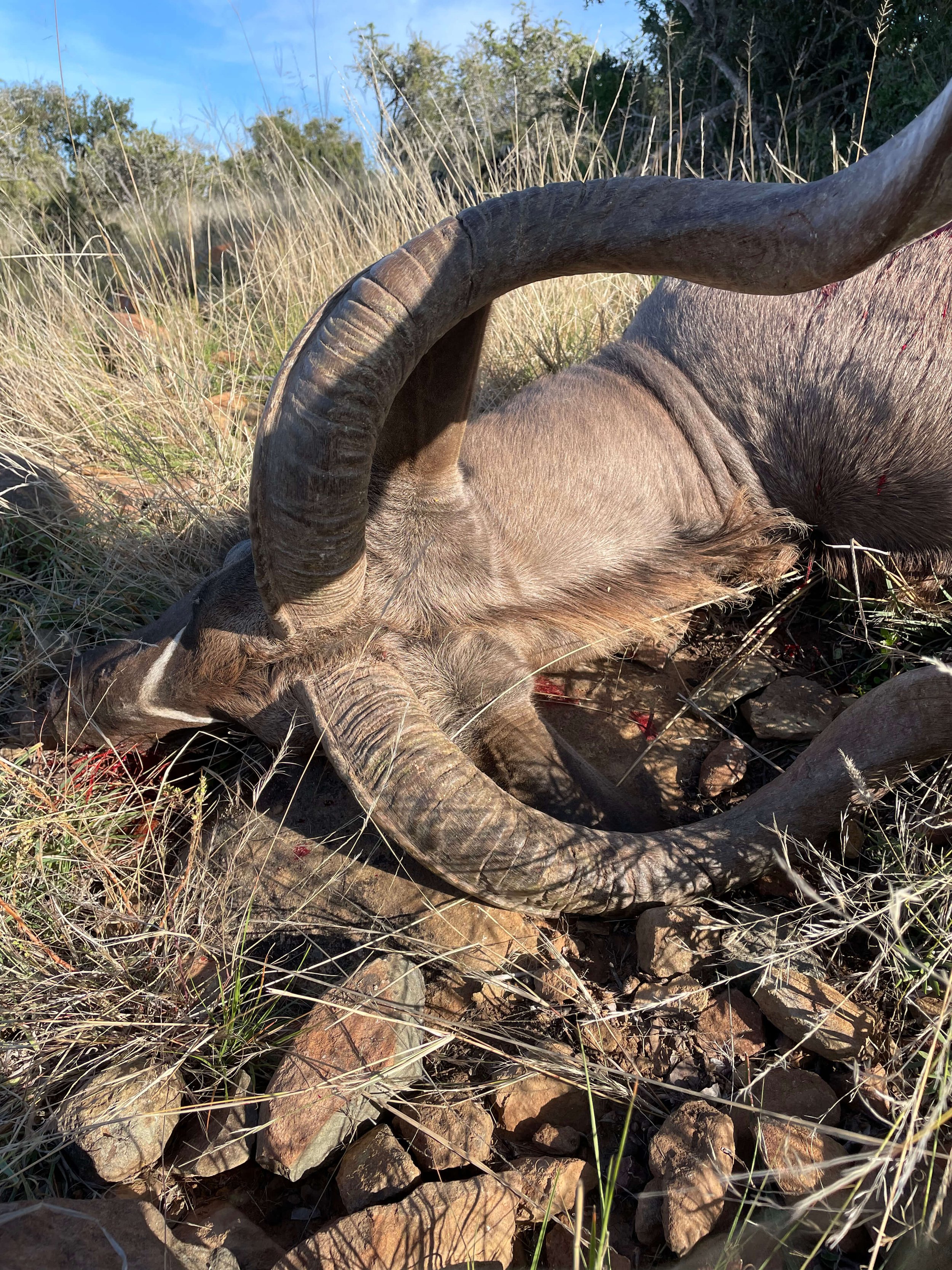 Close-up of a dead animal, possibly a large herbivore, lying on the ground in a grassy field with rocks, showing its large curled horns.