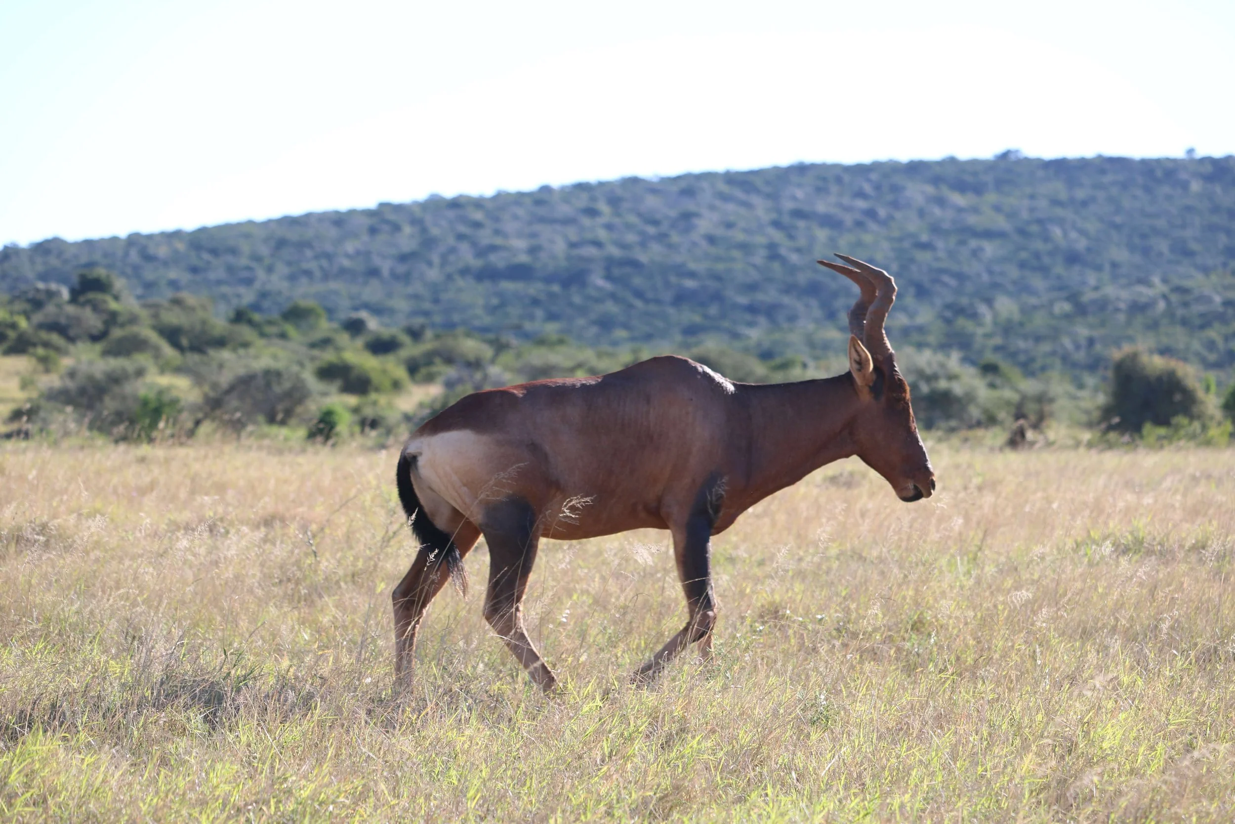 A tranquil savanna landscape with a single oryx standing in tall grass, mountains in the background, and clear sky.