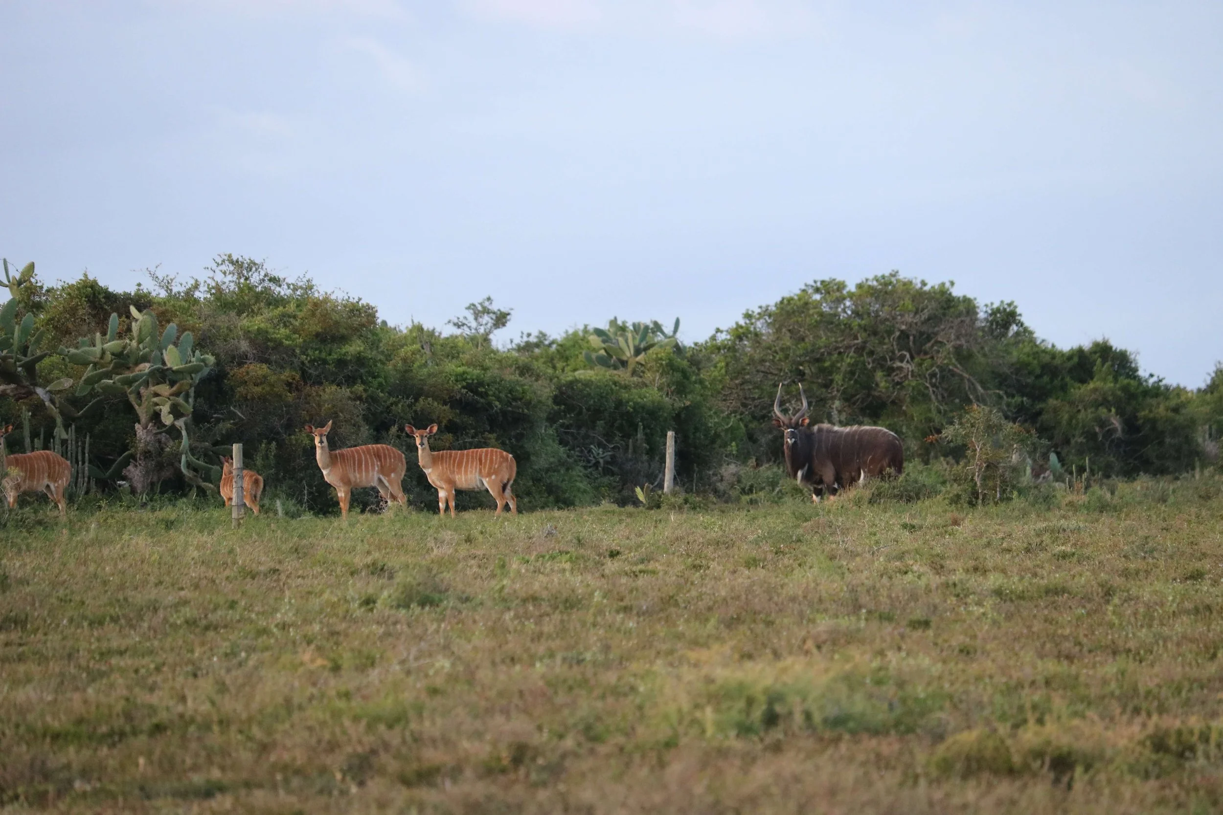 A group of four deer and a large dark antelope with twisted horns standing and grazing in a grassy field with bushes and cactus in the background.