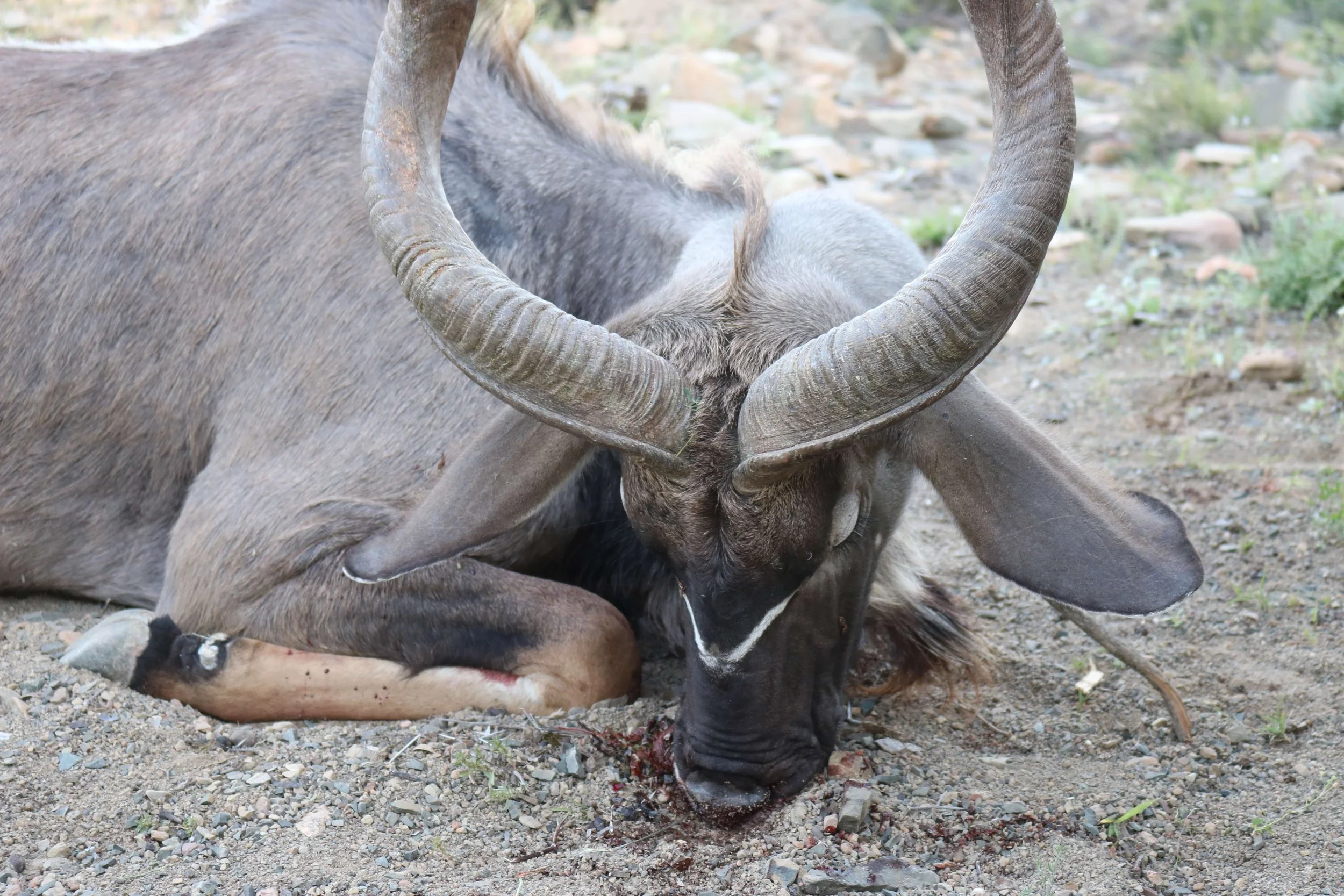 A close-up of a dead antelope, possibly a kudu, lying on the ground with its head bowed and horns curved.