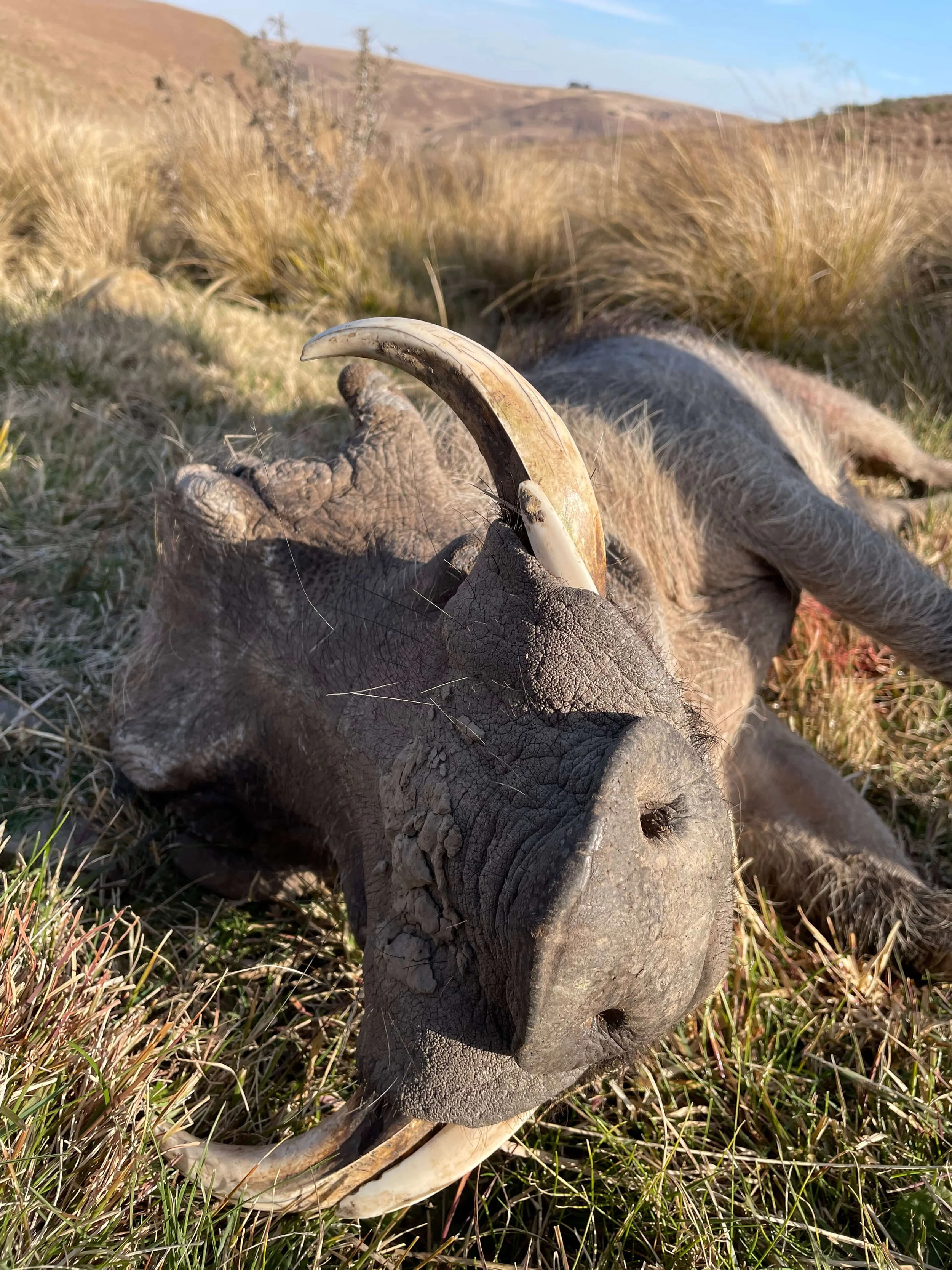 A dead elephant lying on the grass in a grassy outdoor area.