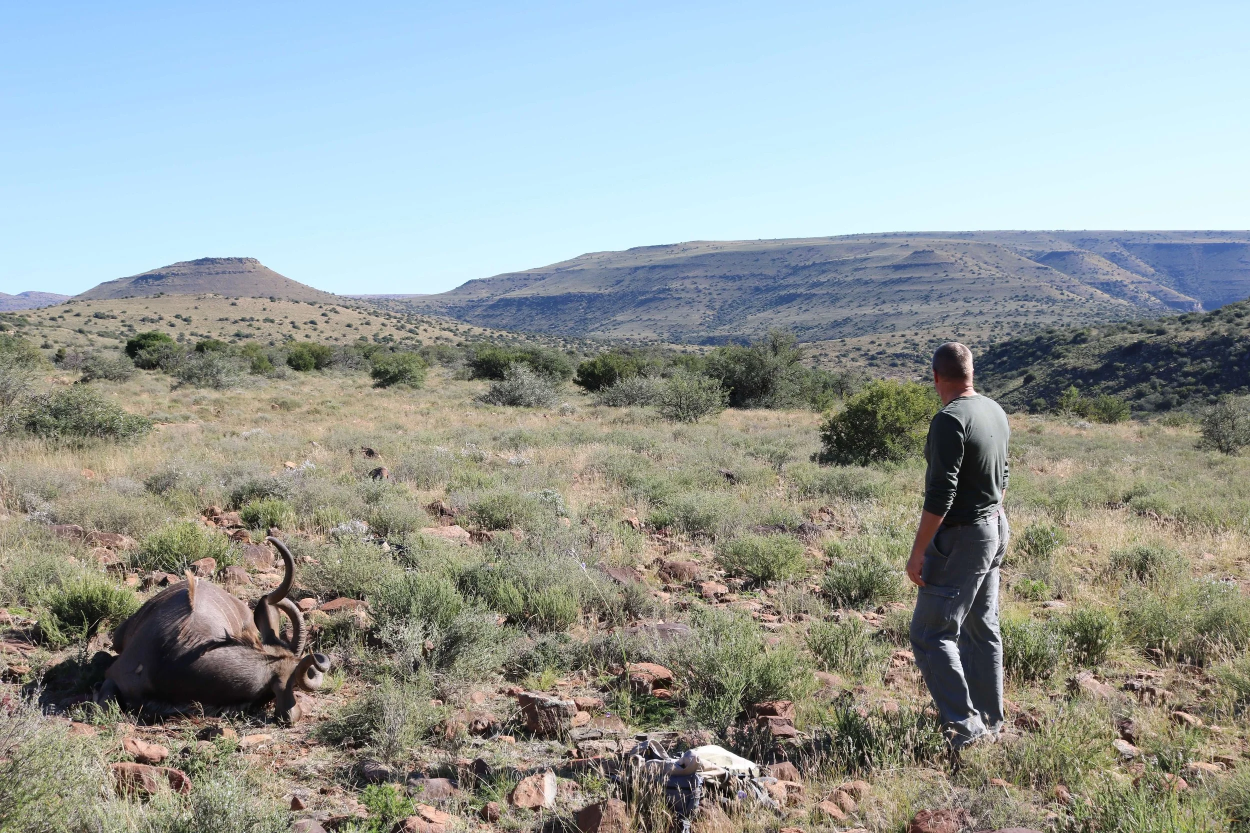 A man stands in a grassy, rocky plain observing a dead animal, likely a wildebeest, lying on its side with its horns visible. The landscape features distant hills and sparse bushes under a clear blue sky.