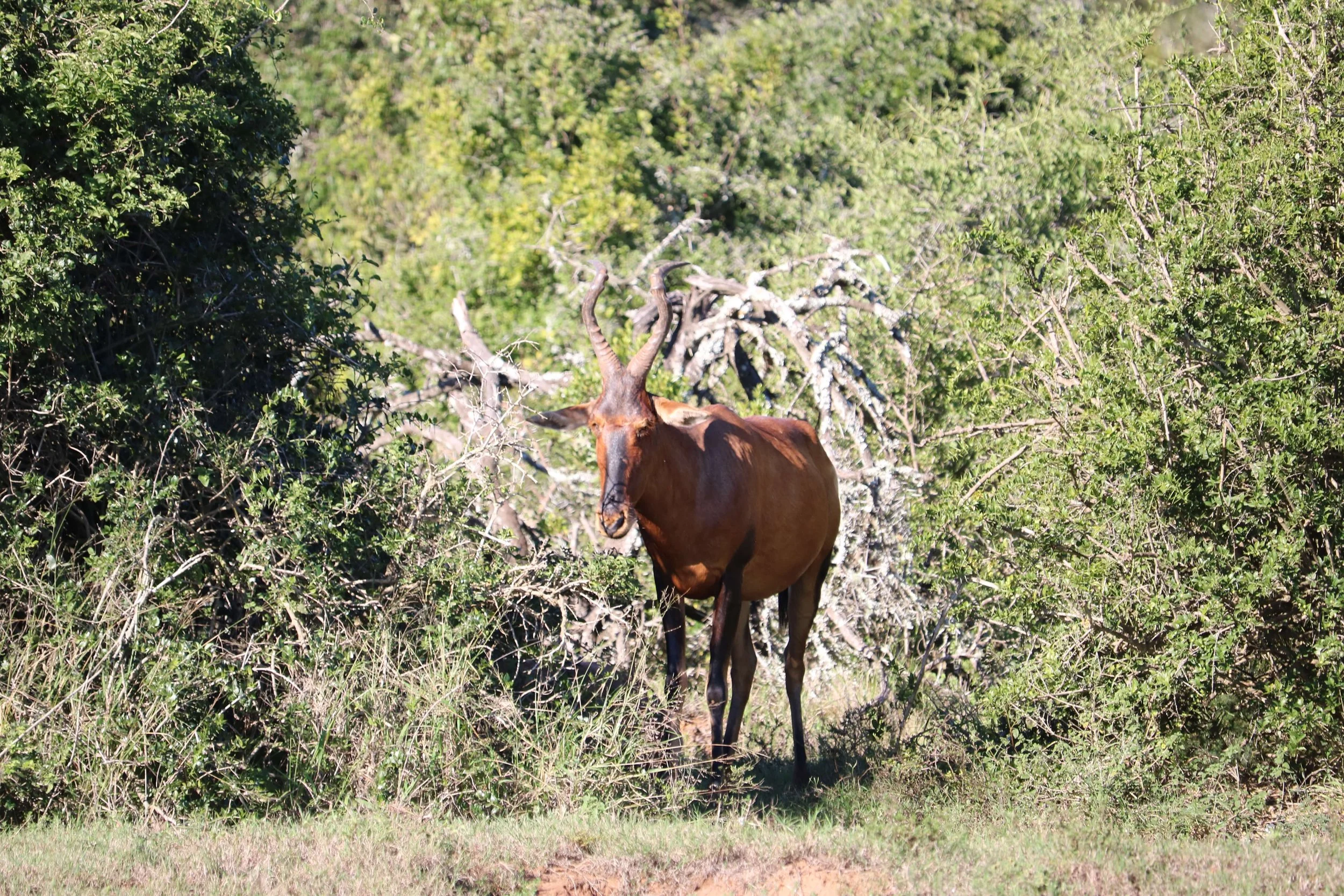 A brown antelope with curved horns standing amidst green bushes and trees in a natural setting.