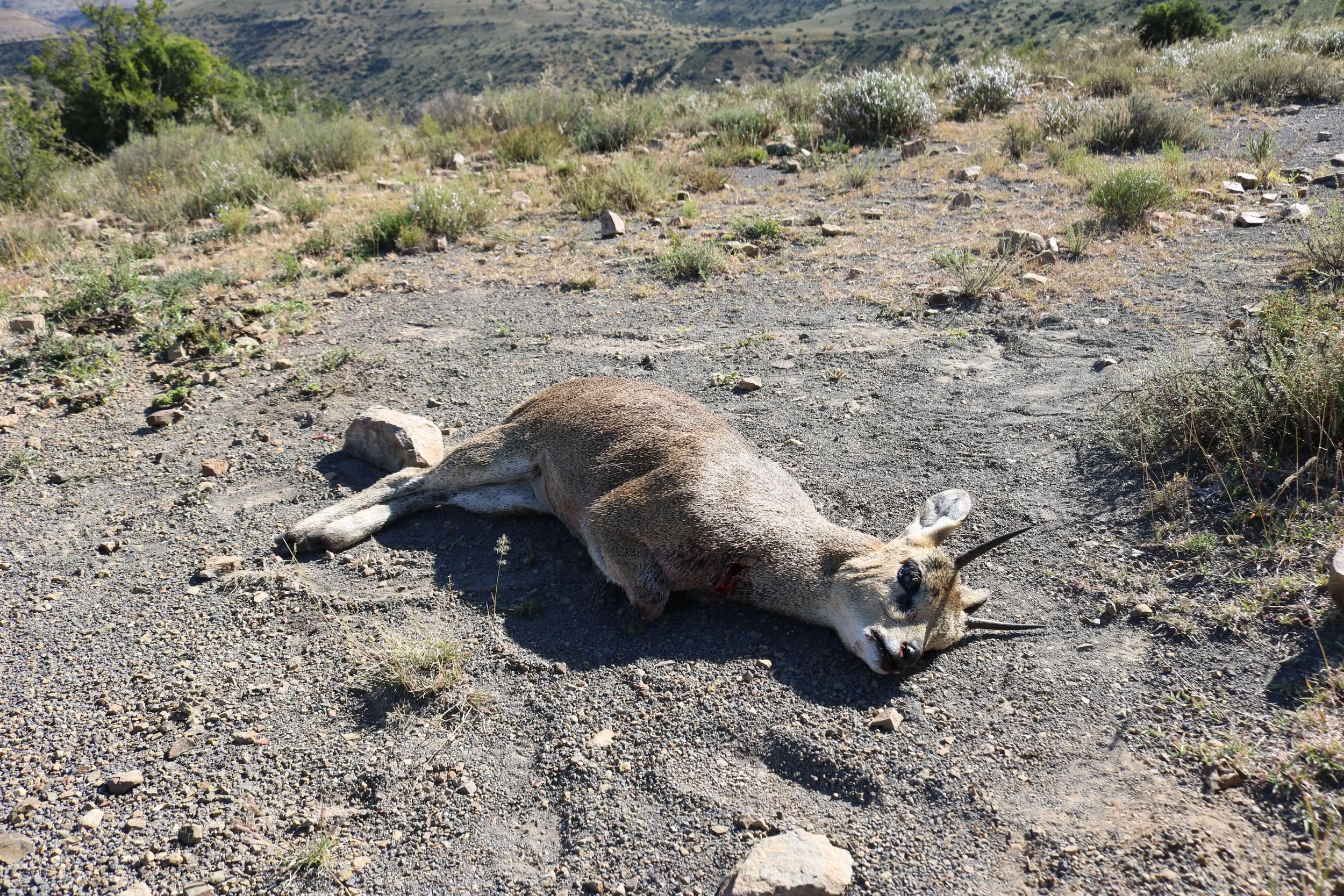 Dead mountain lion lying on rocky desert terrain with sparse grass and shrubs, and hills in the background.