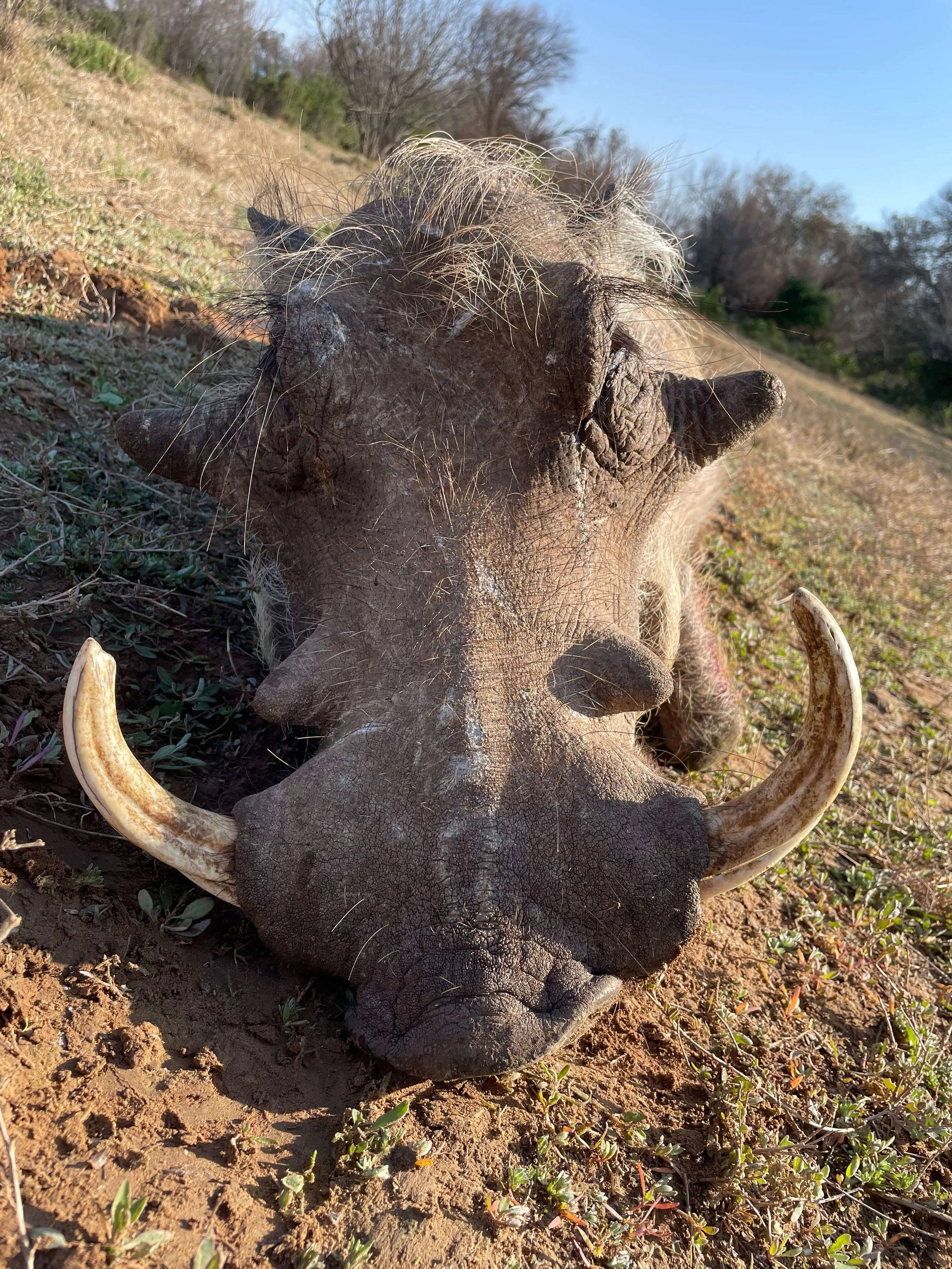 Close-up of a dead warthog lying on the ground with large tusks, in an open field with a slight slope and sparse vegetation, under a clear blue sky.