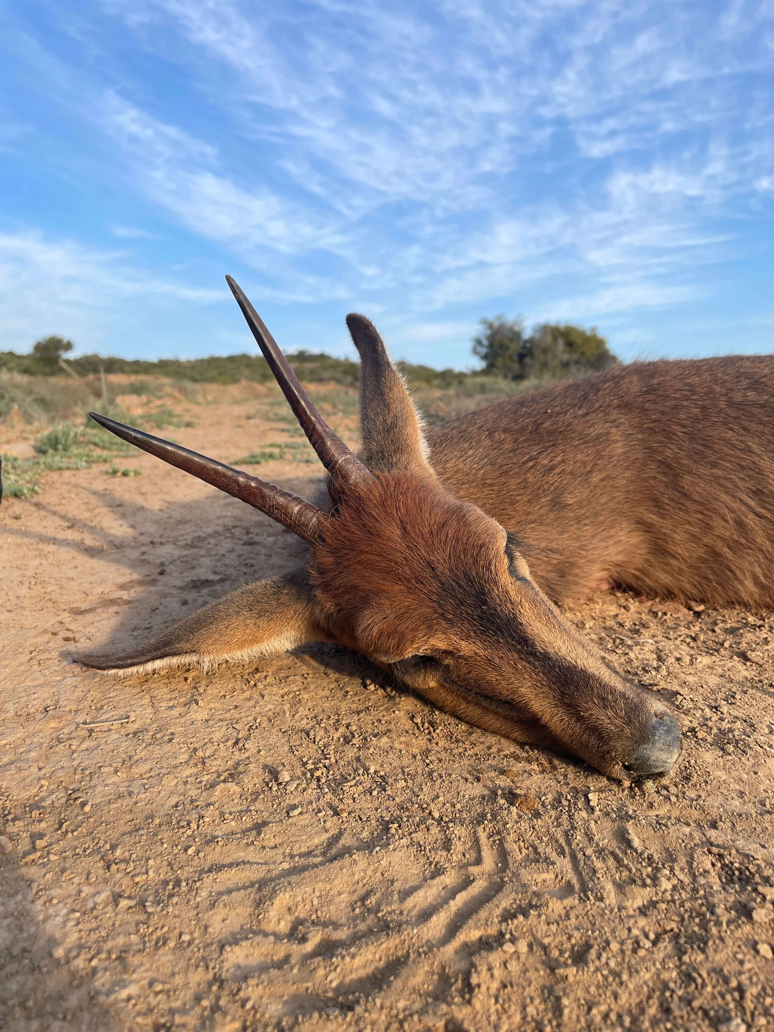 A dead antelope lying on the ground in an arid landscape with sparse vegetation and a bright blue sky with wispy clouds.