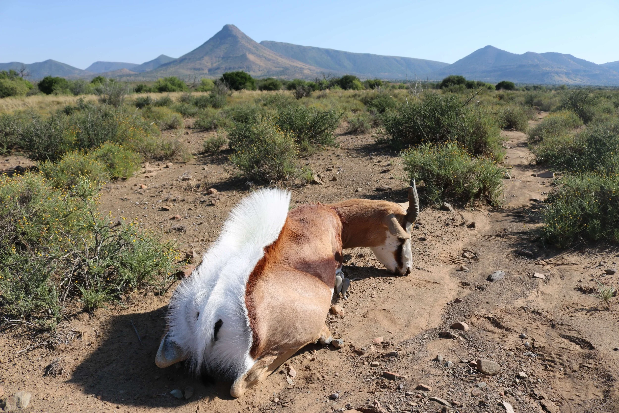 A goat lying on sandy desert terrain with green bushes and mountains in the background.