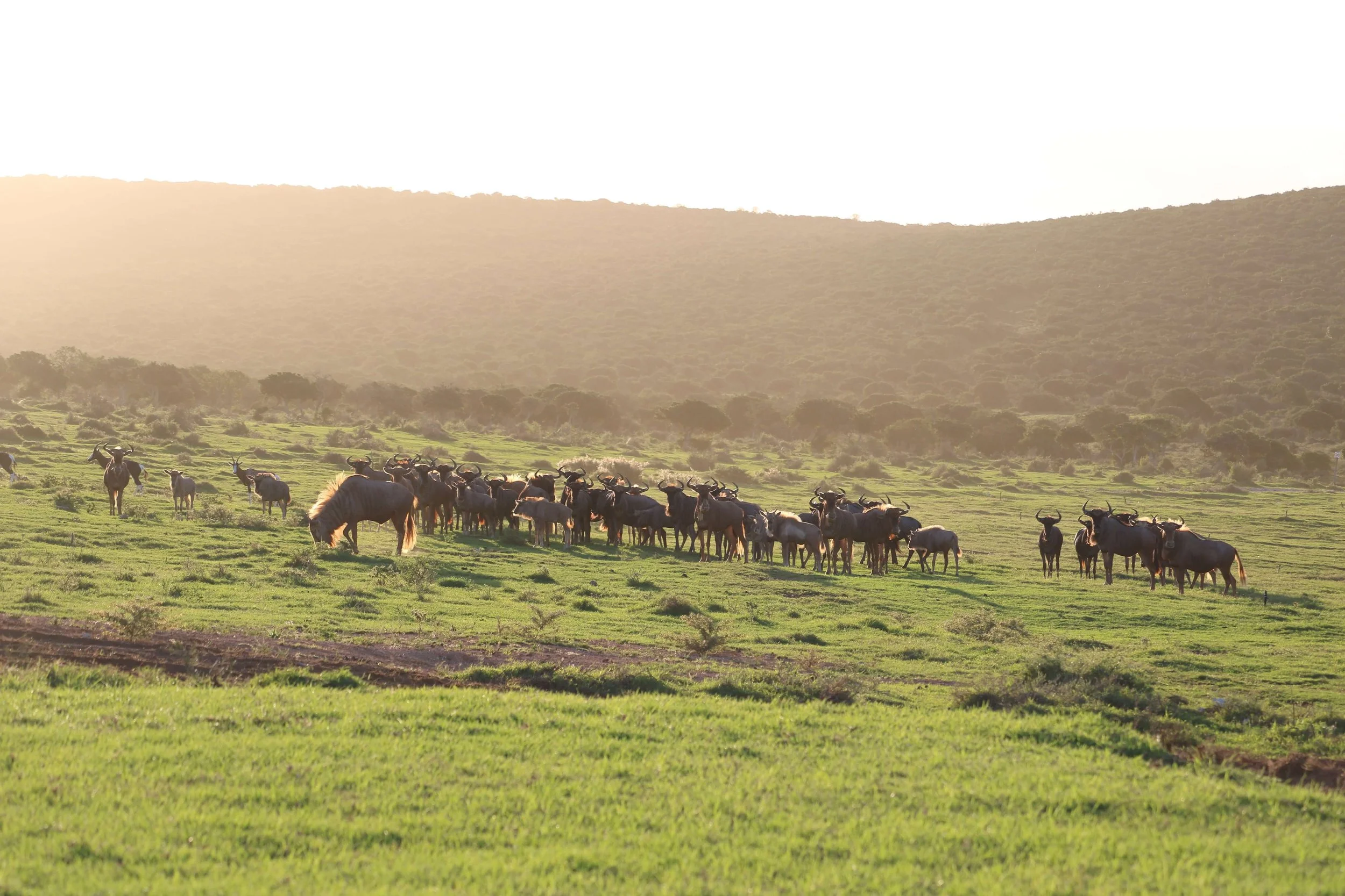 A herd of wildebeests grazing on a grassy plain with hills in the background during sunset.