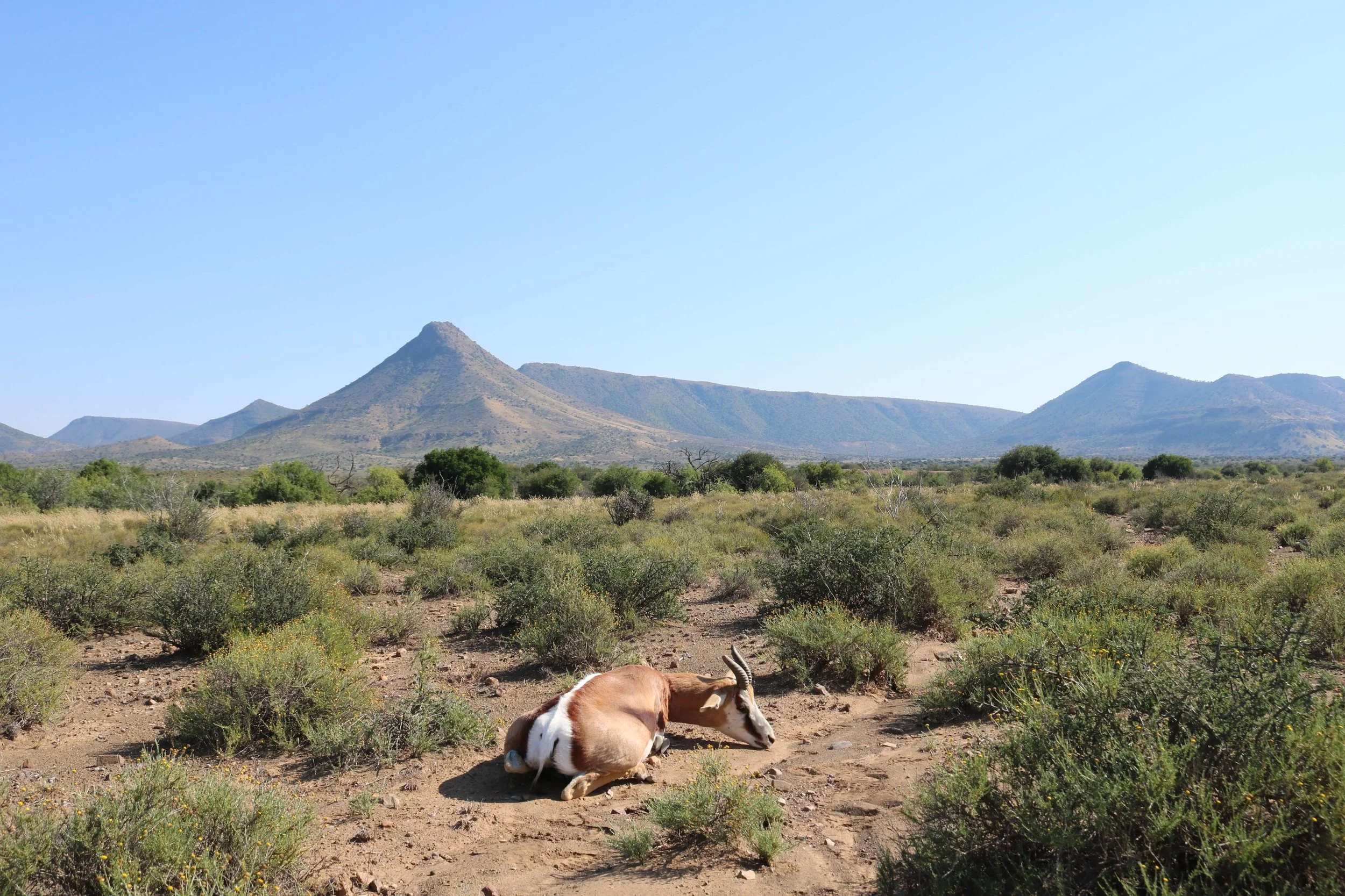 A goat lying on the ground in a desert landscape with sparse bushes and distant hills under a clear blue sky.