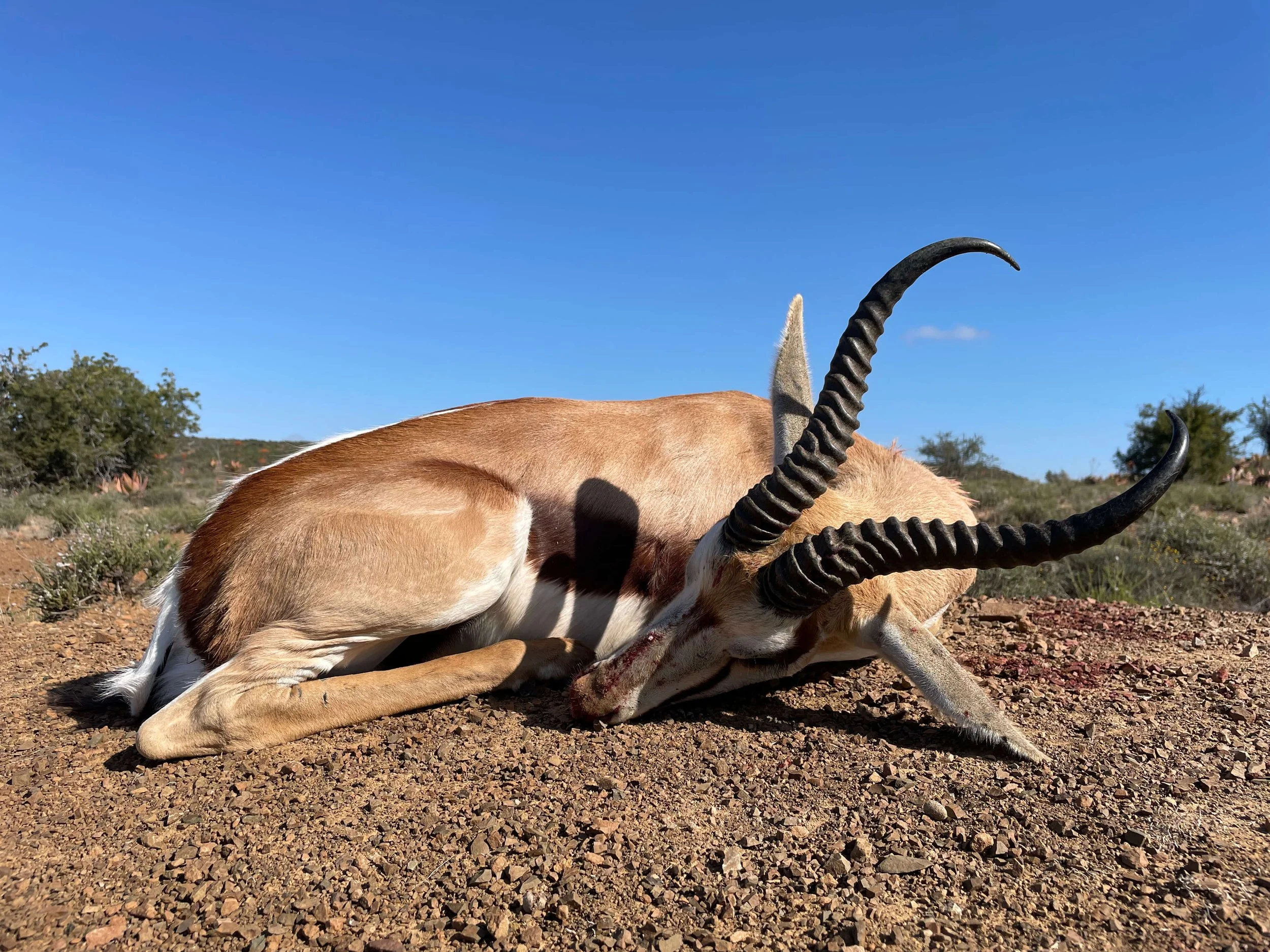 A deceased or resting antelope with curved, ridged horns lying on rocky desert terrain under a clear blue sky.