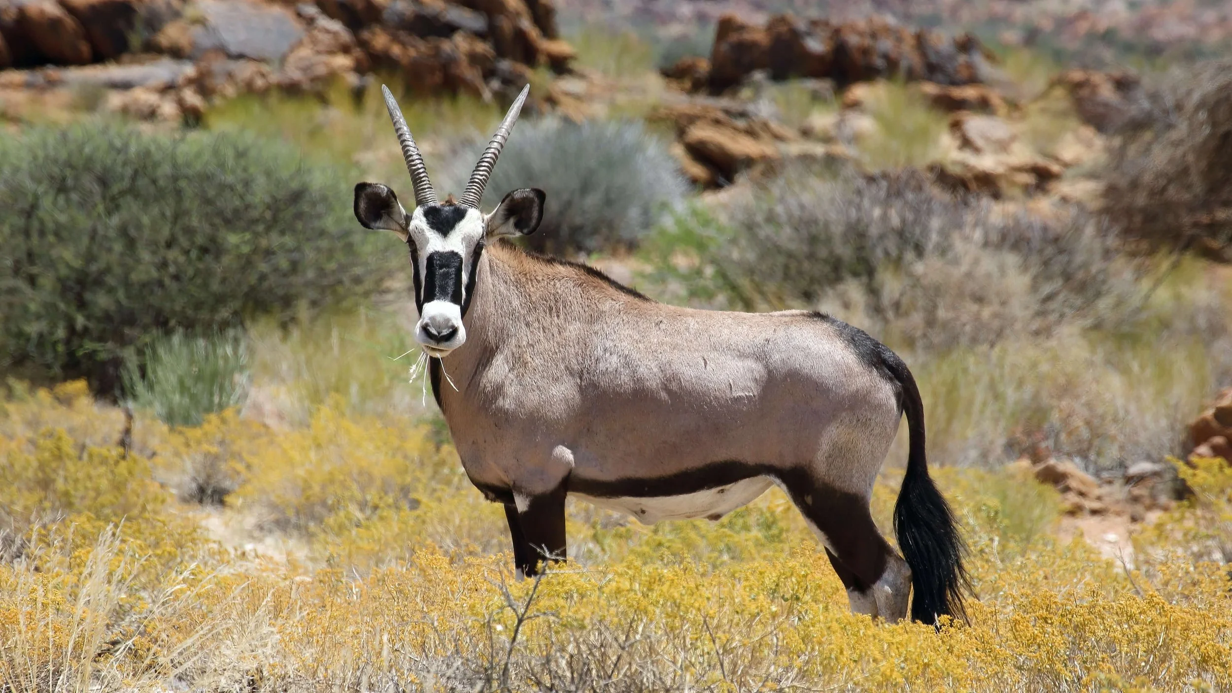 An oryx standing in a desert landscape with rocky terrain and sparse shrubbery.
